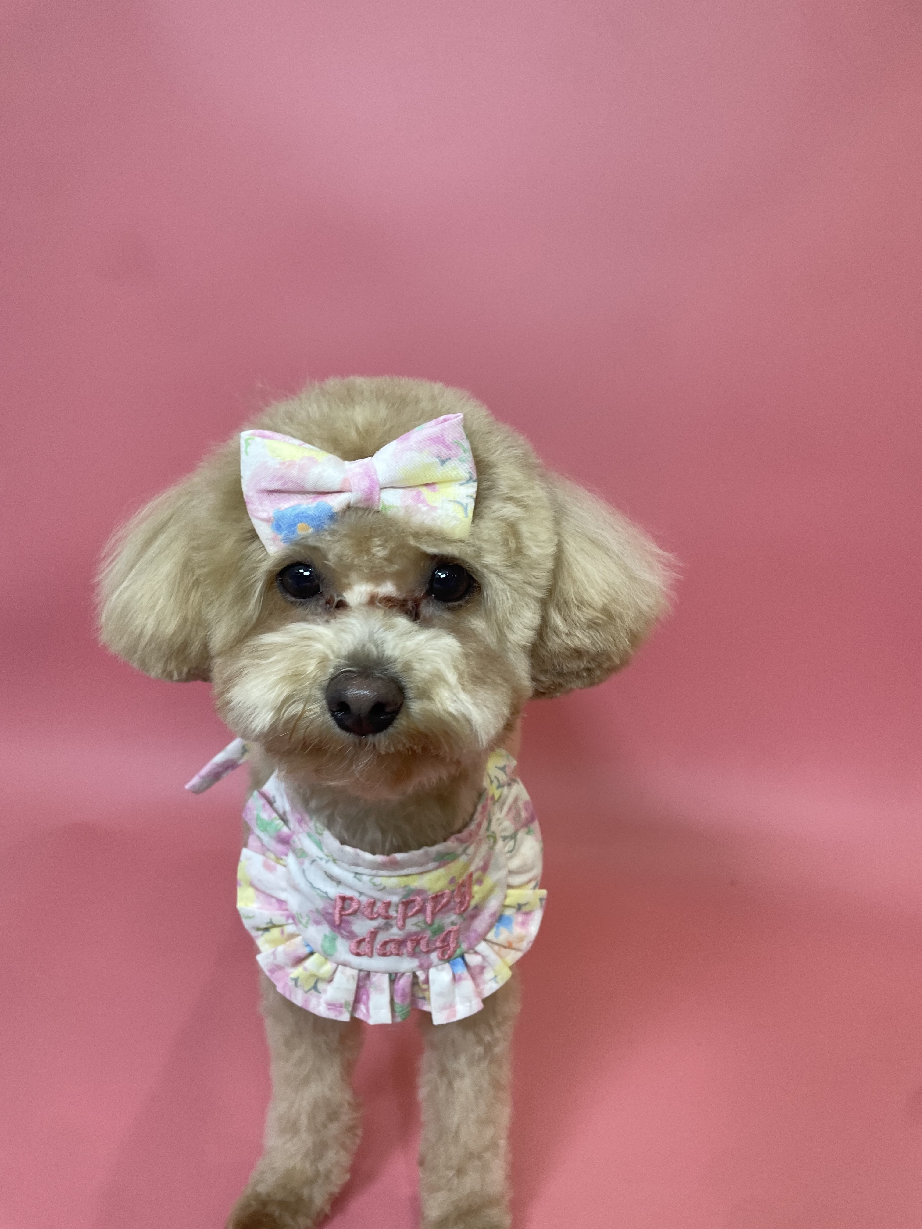강아지당 대표 이미지