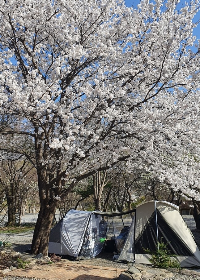 캠핑장 사진