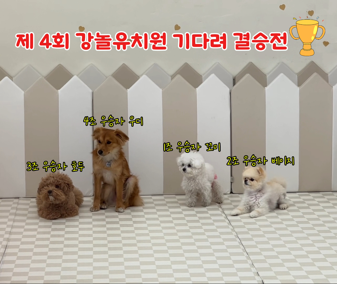 강놀애견유치원 대표 이미지