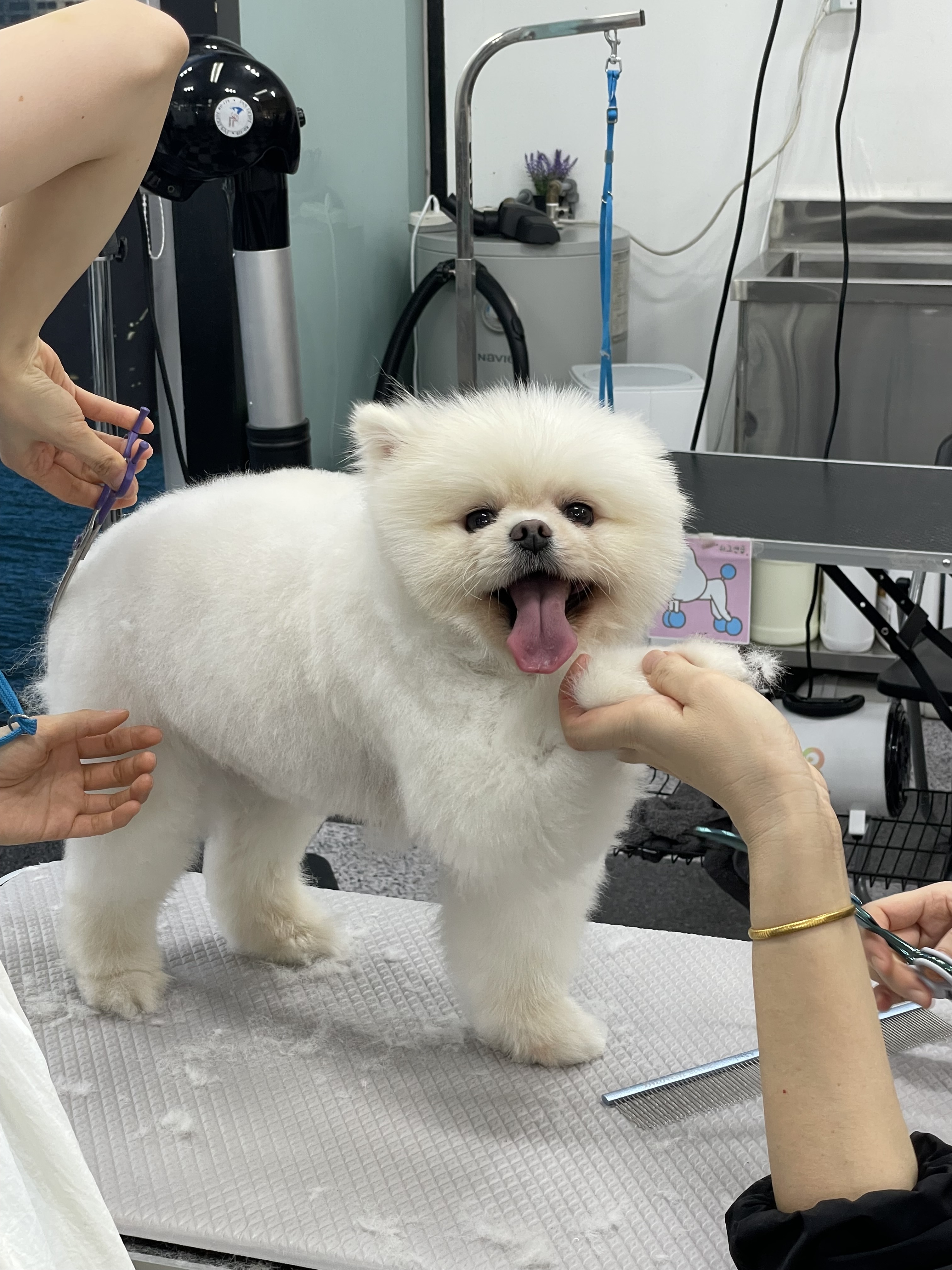 이바우펫애견미용학원 광주아카데미