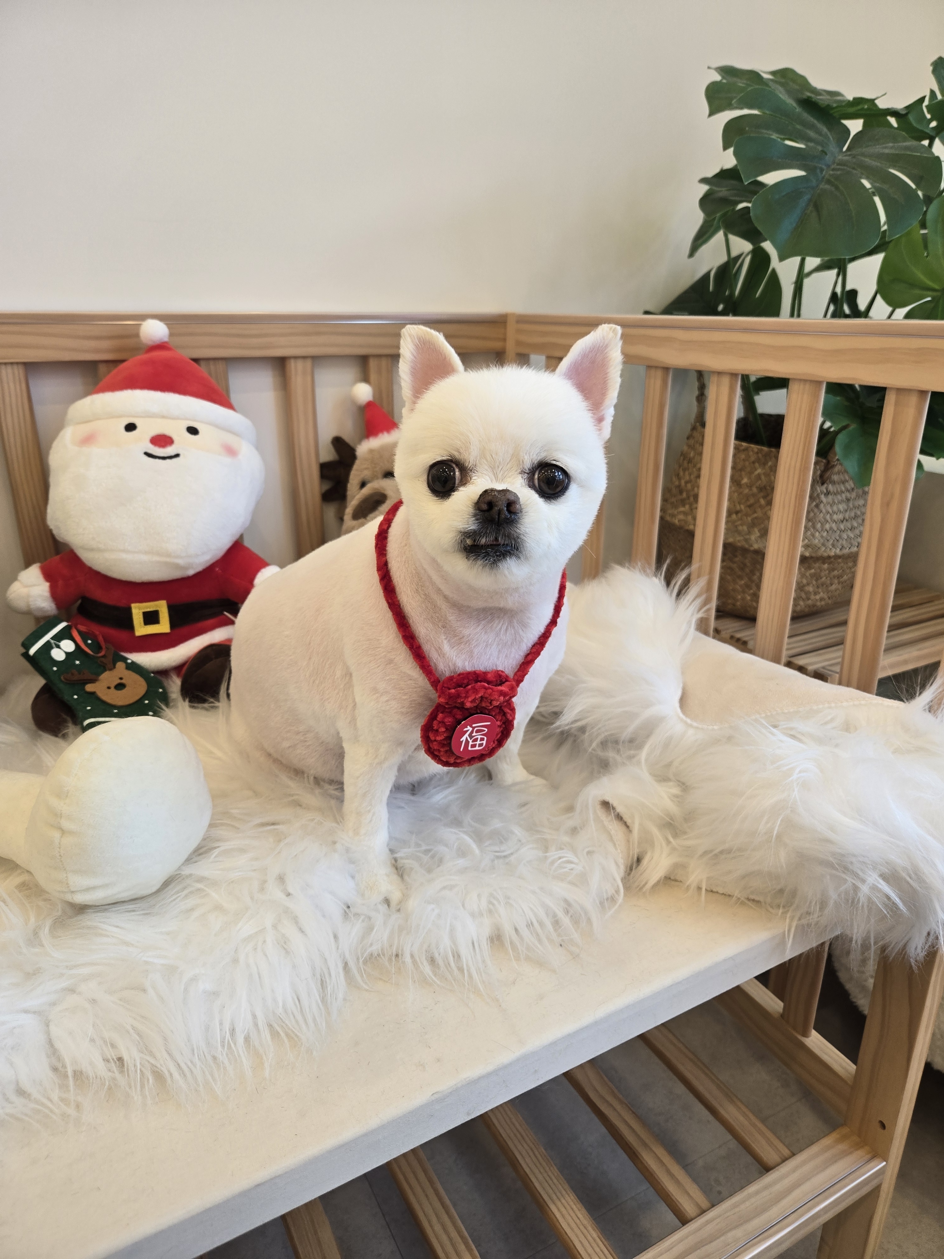 소희 스타일 독 대표 이미지