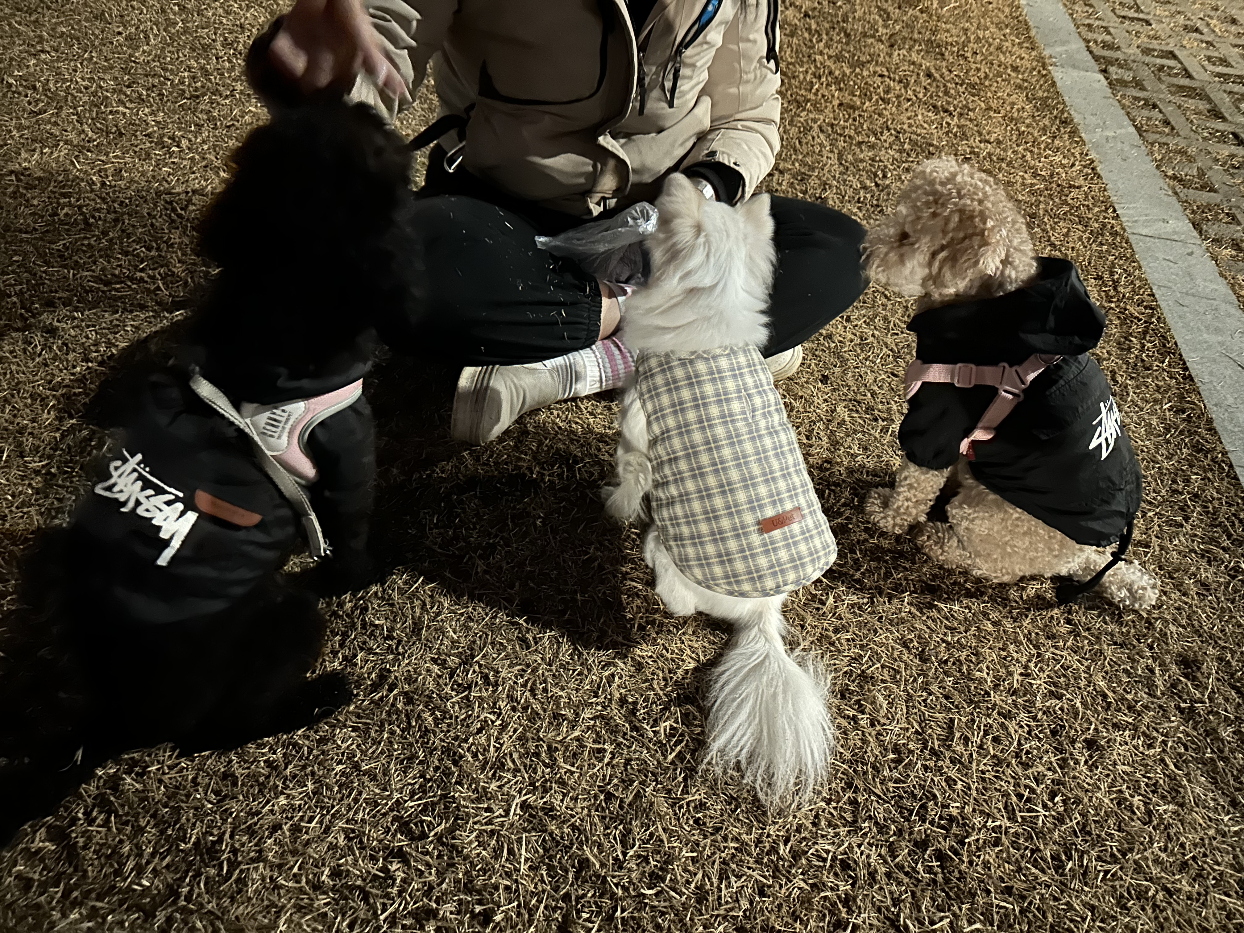 댕클래스 대표 이미지