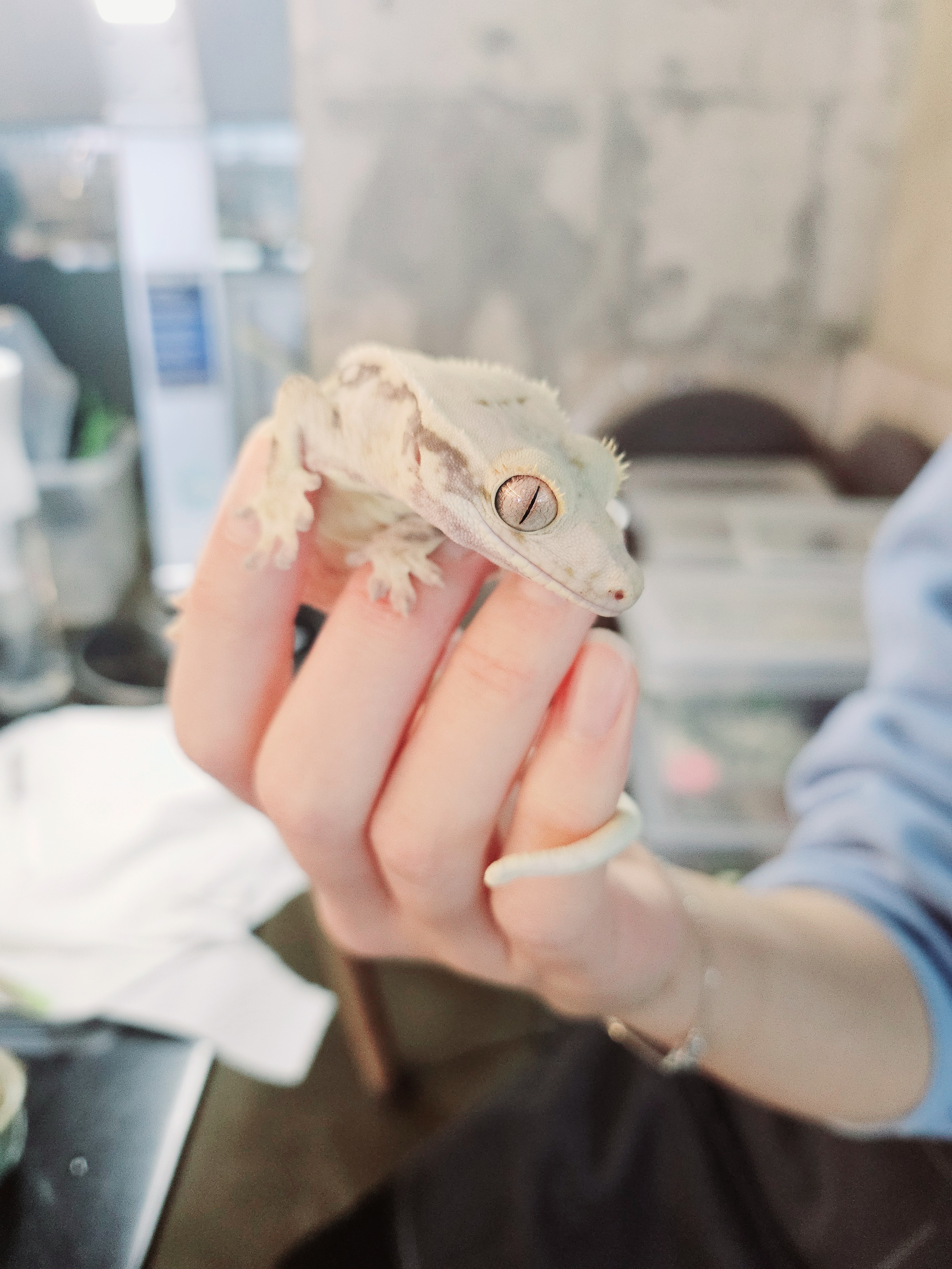 카페온다