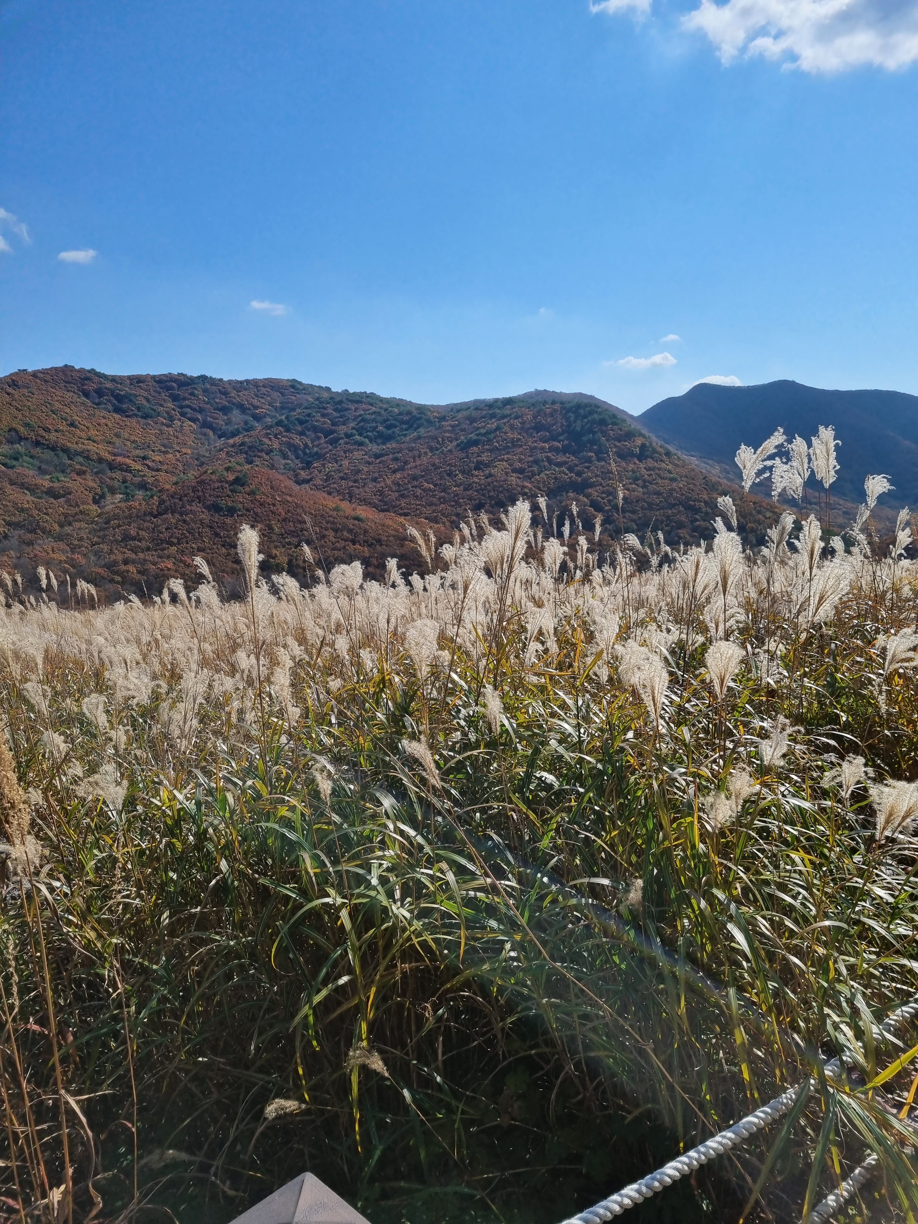 황금회수산 산오징어/물회