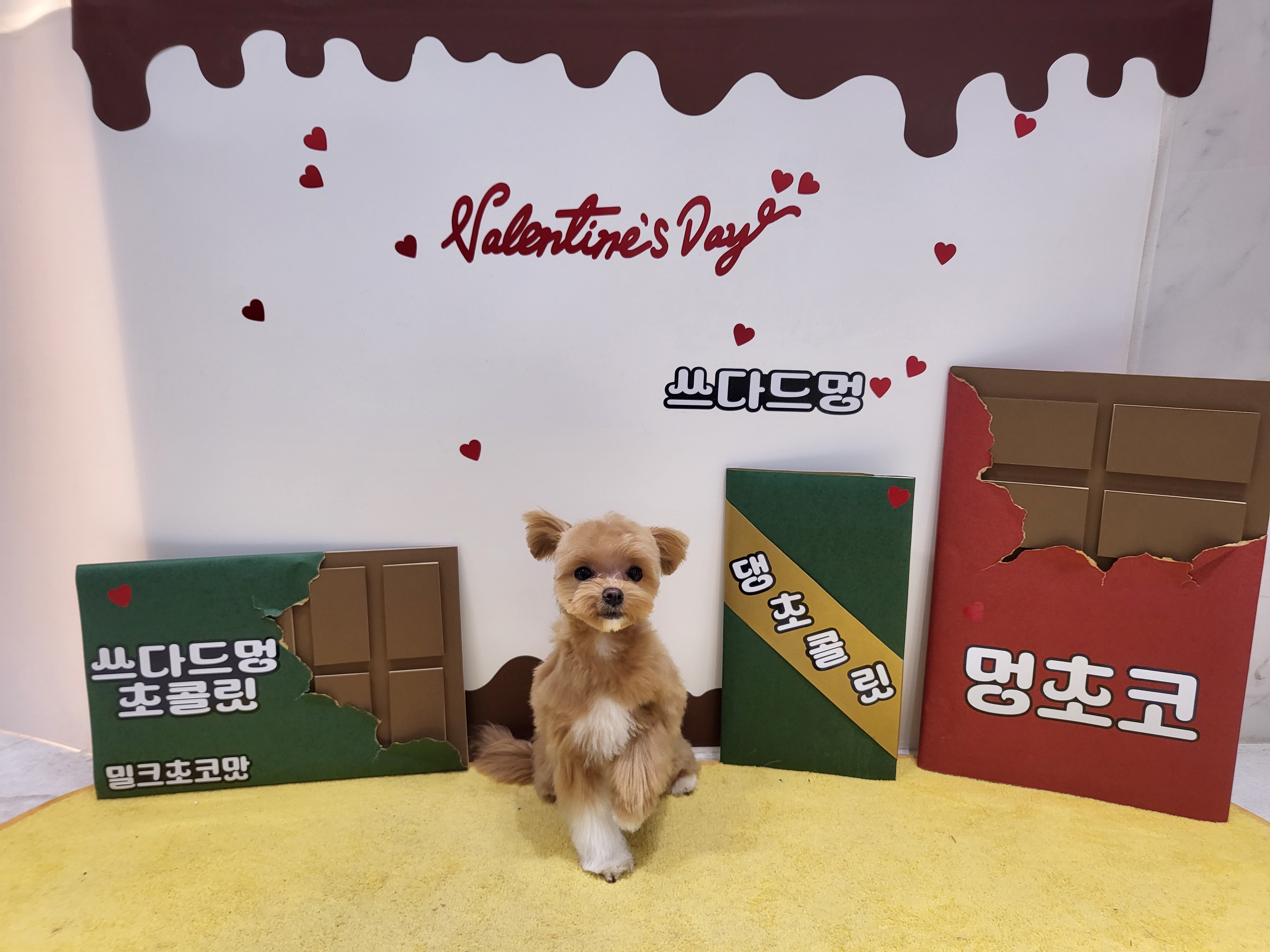 쓰다드멍 애견미용 애견호텔 시간돌봄 대표 이미지