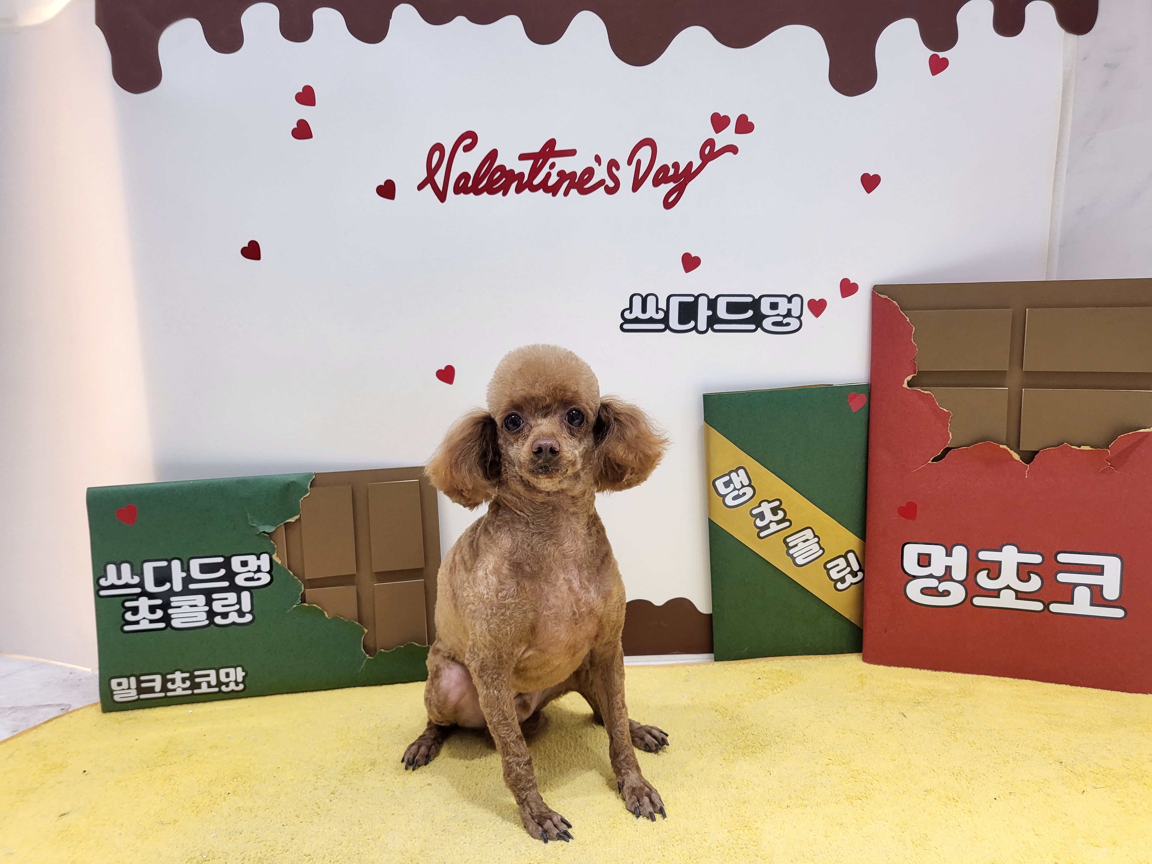 쓰다드멍 애견미용 애견호텔 시간돌봄 대표 이미지