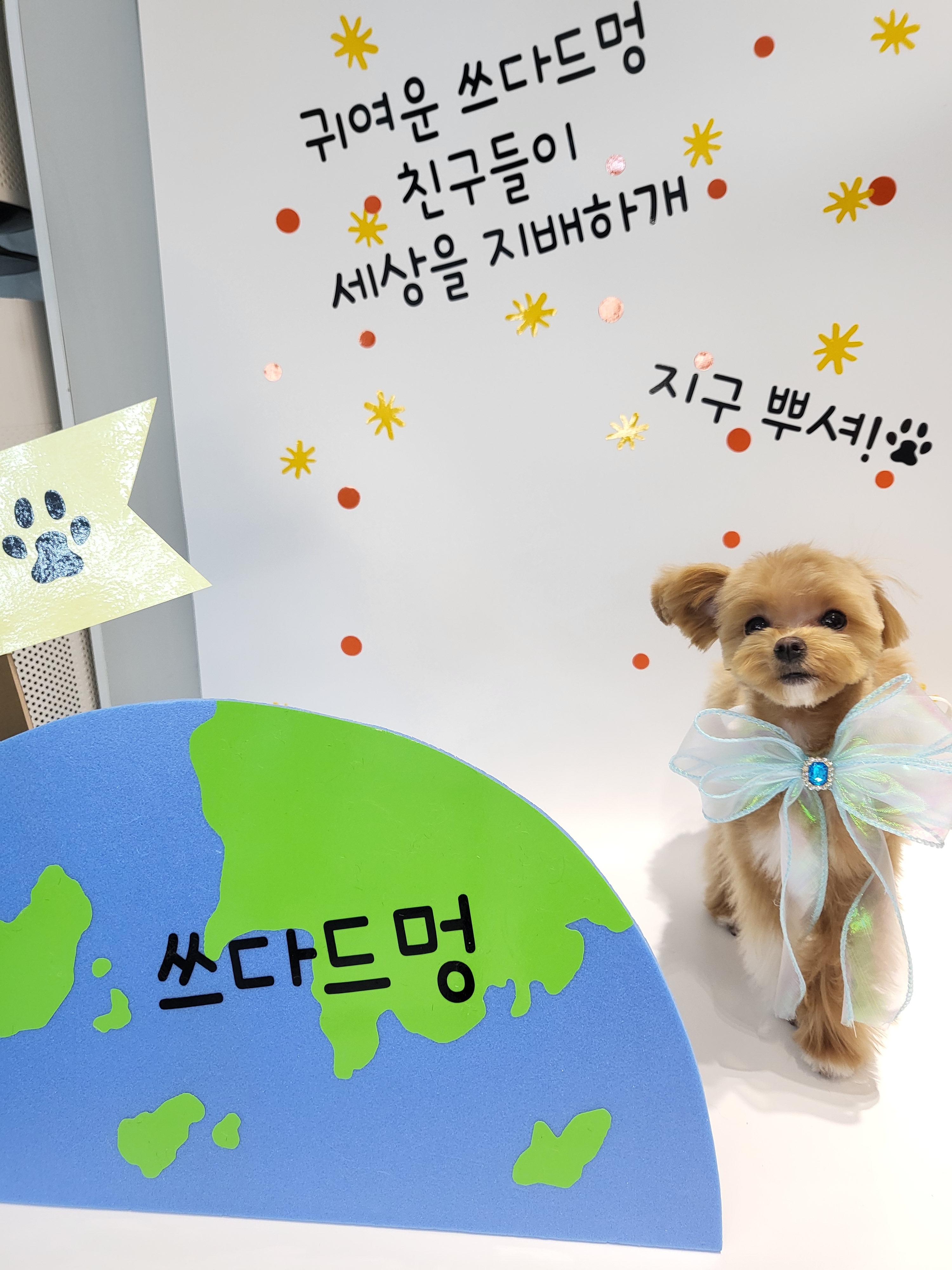 쓰다드멍 애견미용 애견호텔 시간돌봄 대표 이미지