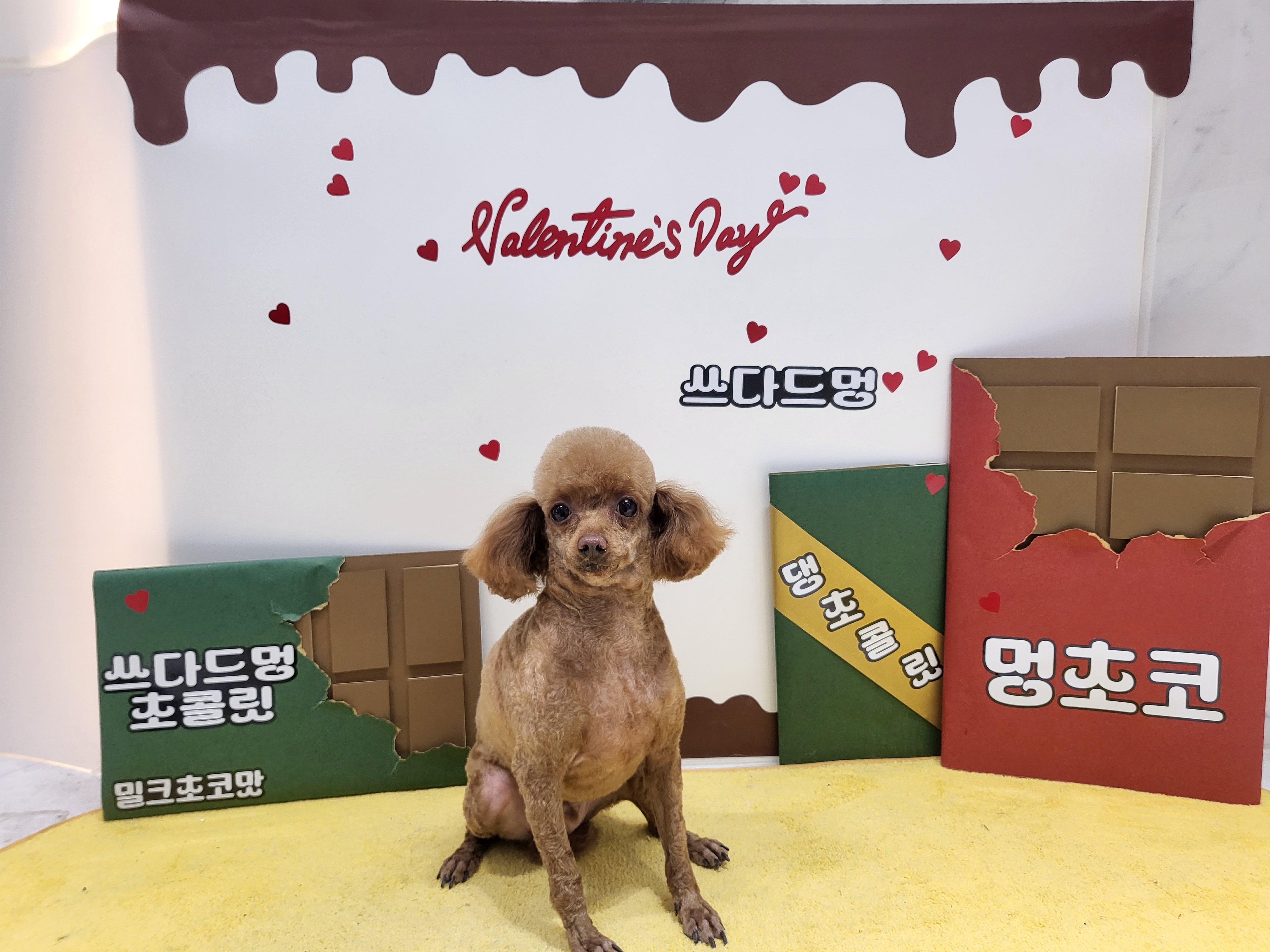 쓰다드멍 애견미용 애견호텔 시간돌봄 대표 이미지