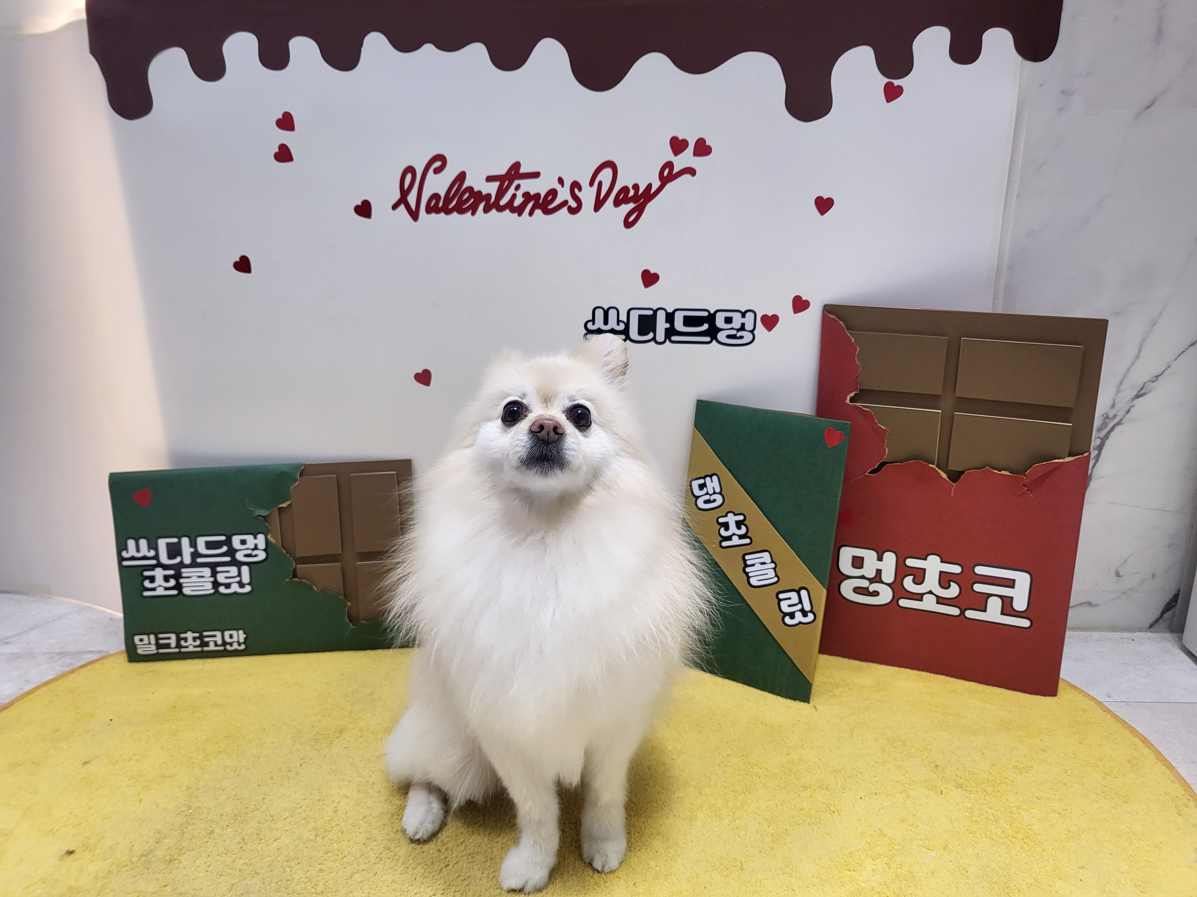 쓰다드멍 애견미용 애견호텔 시간돌봄 대표 이미지