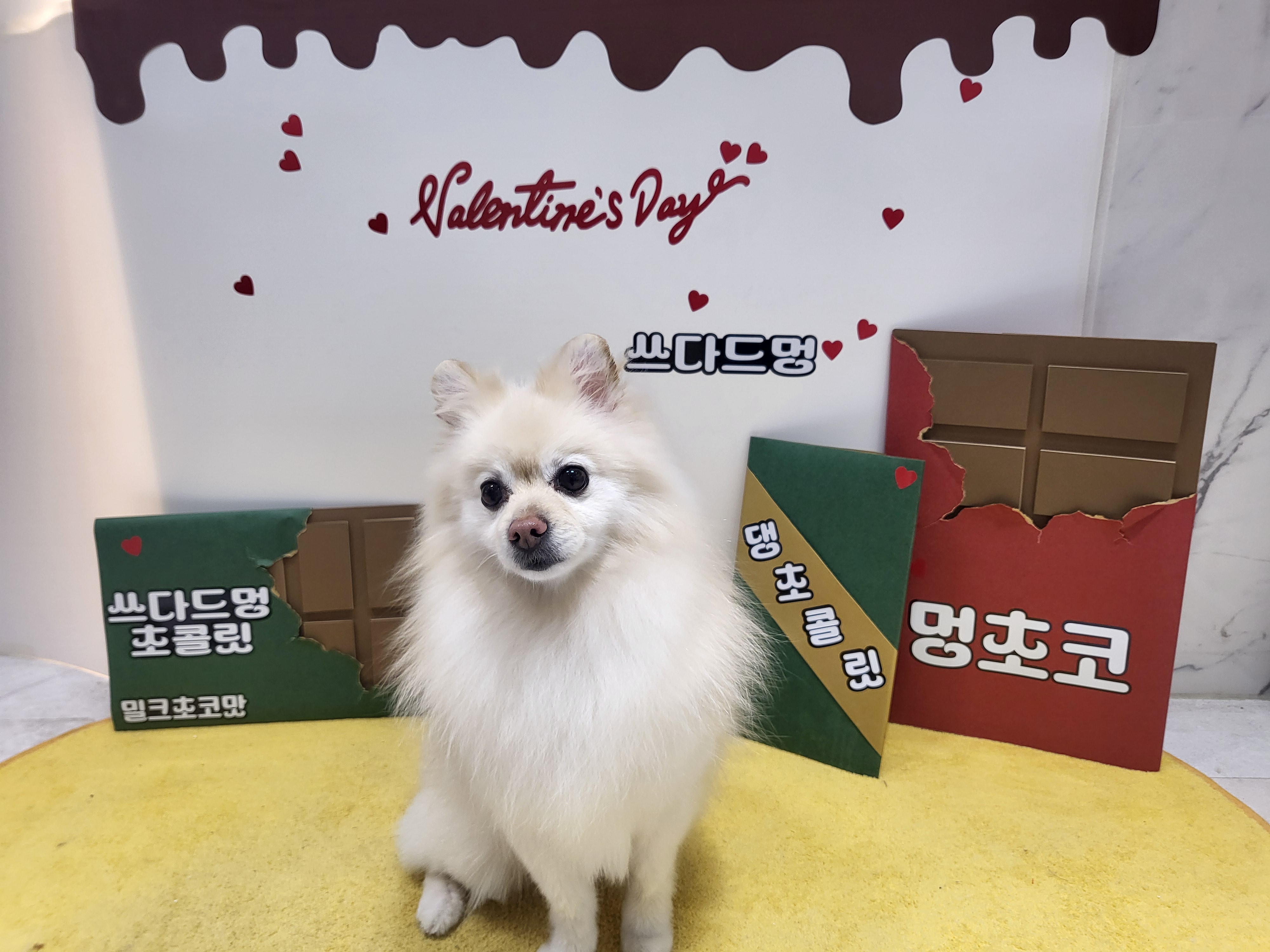 쓰다드멍 애견미용 애견호텔 시간돌봄 대표 이미지