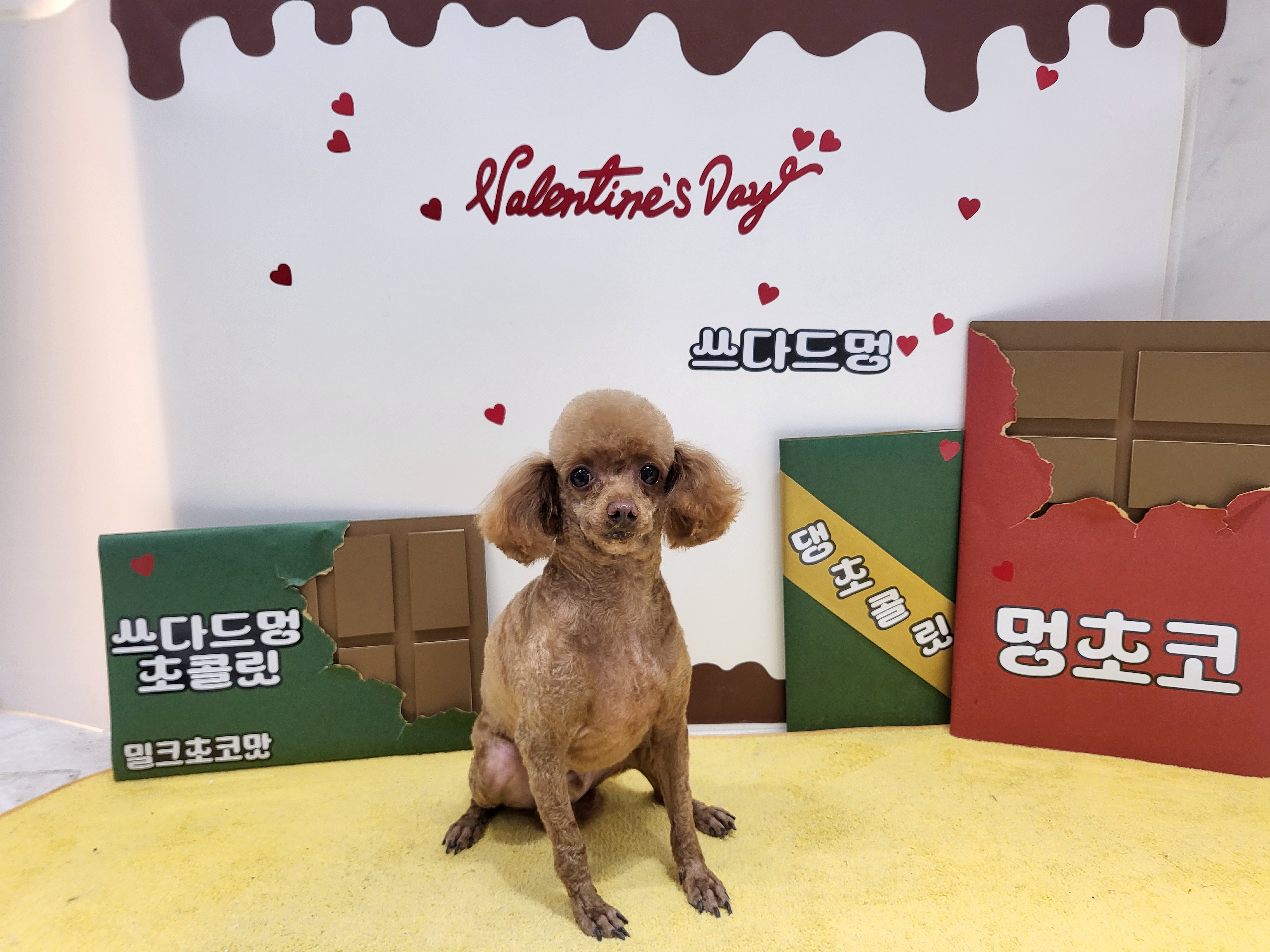 쓰다드멍 애견미용 애견호텔 시간돌봄 대표 이미지