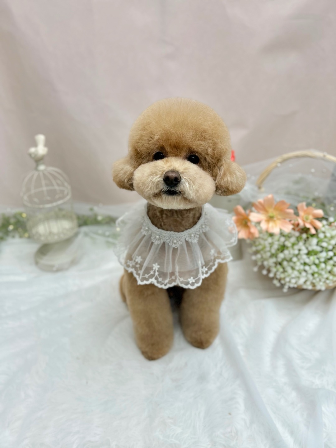 슈가멍 대표 이미지