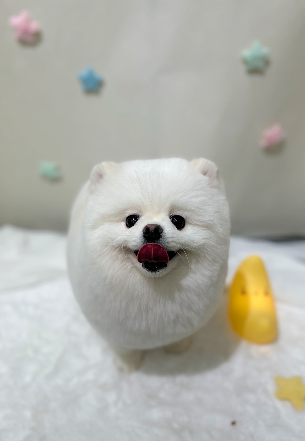 슈가멍 대표 이미지