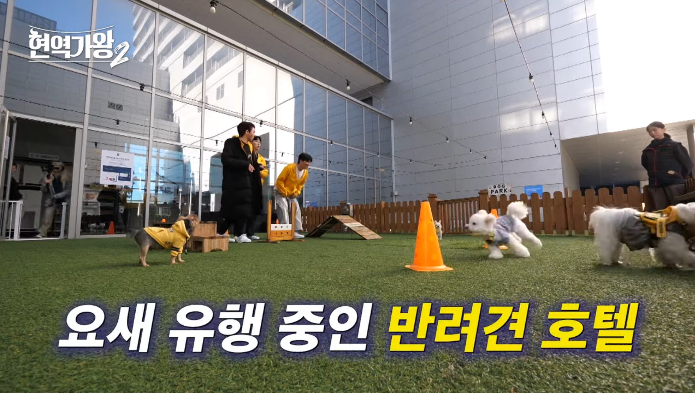 강릉 반려견 호텔 유치원 로젯펫살롱 대표 이미지