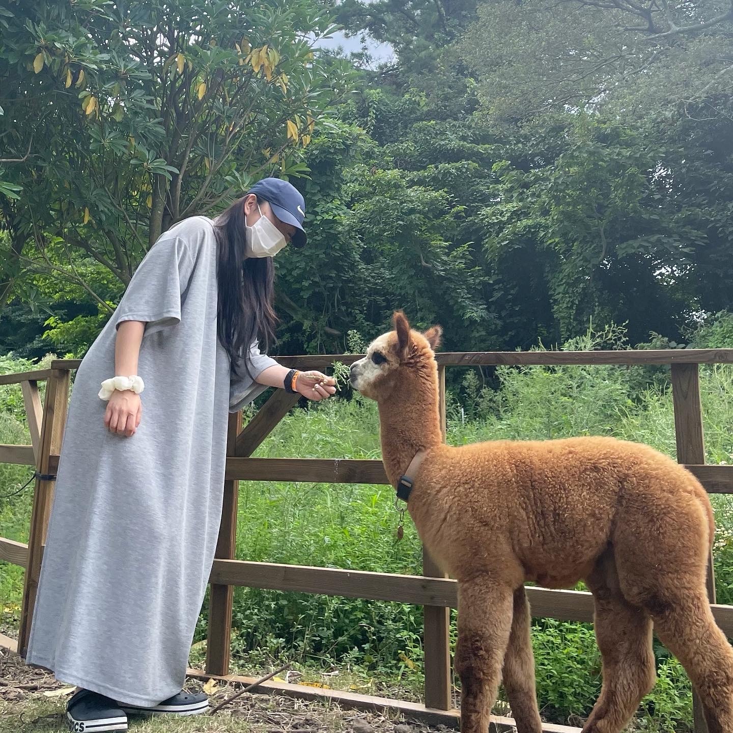 청주 정붙임머리