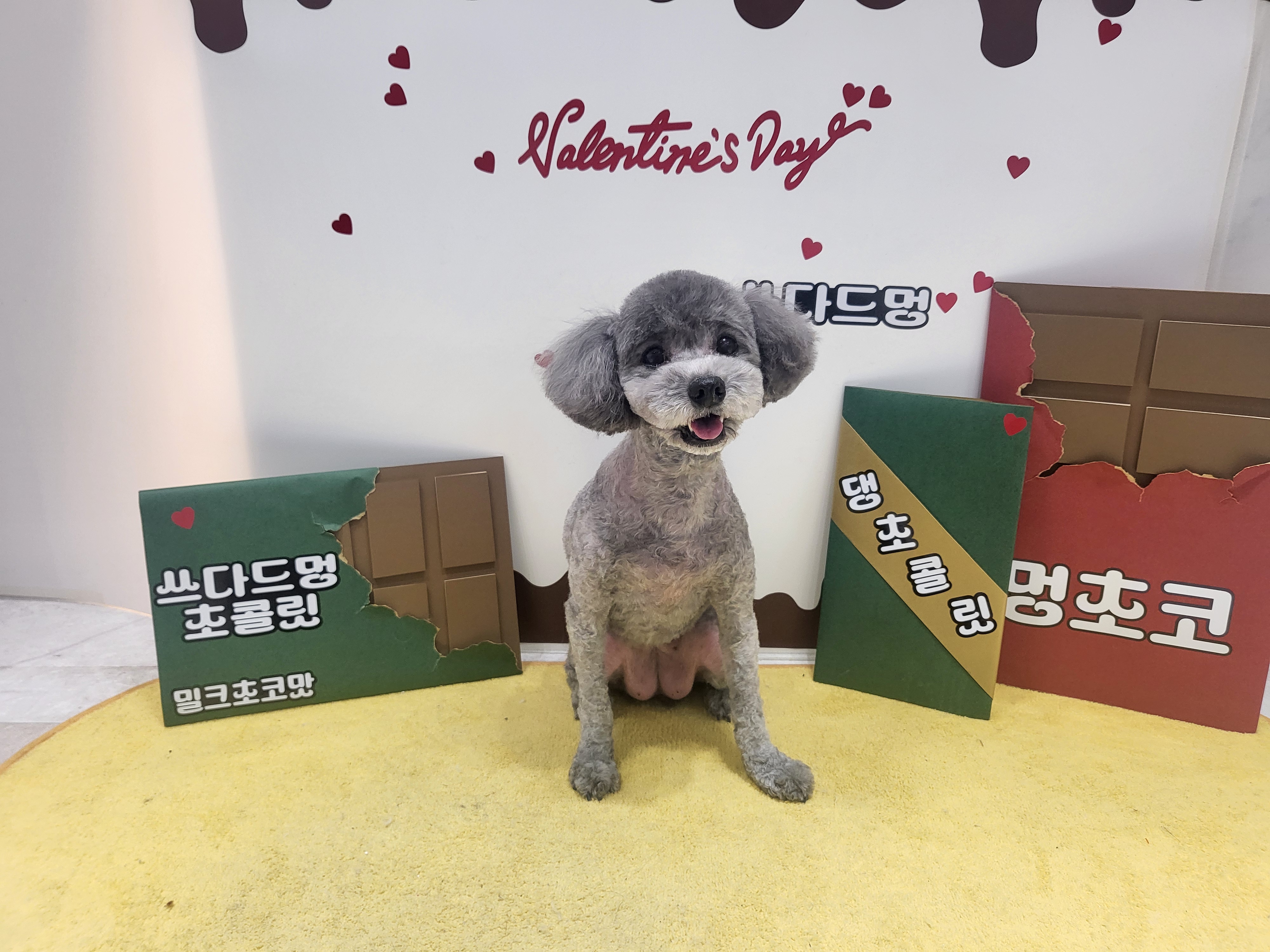 쓰다드멍 애견호텔 대표 이미지