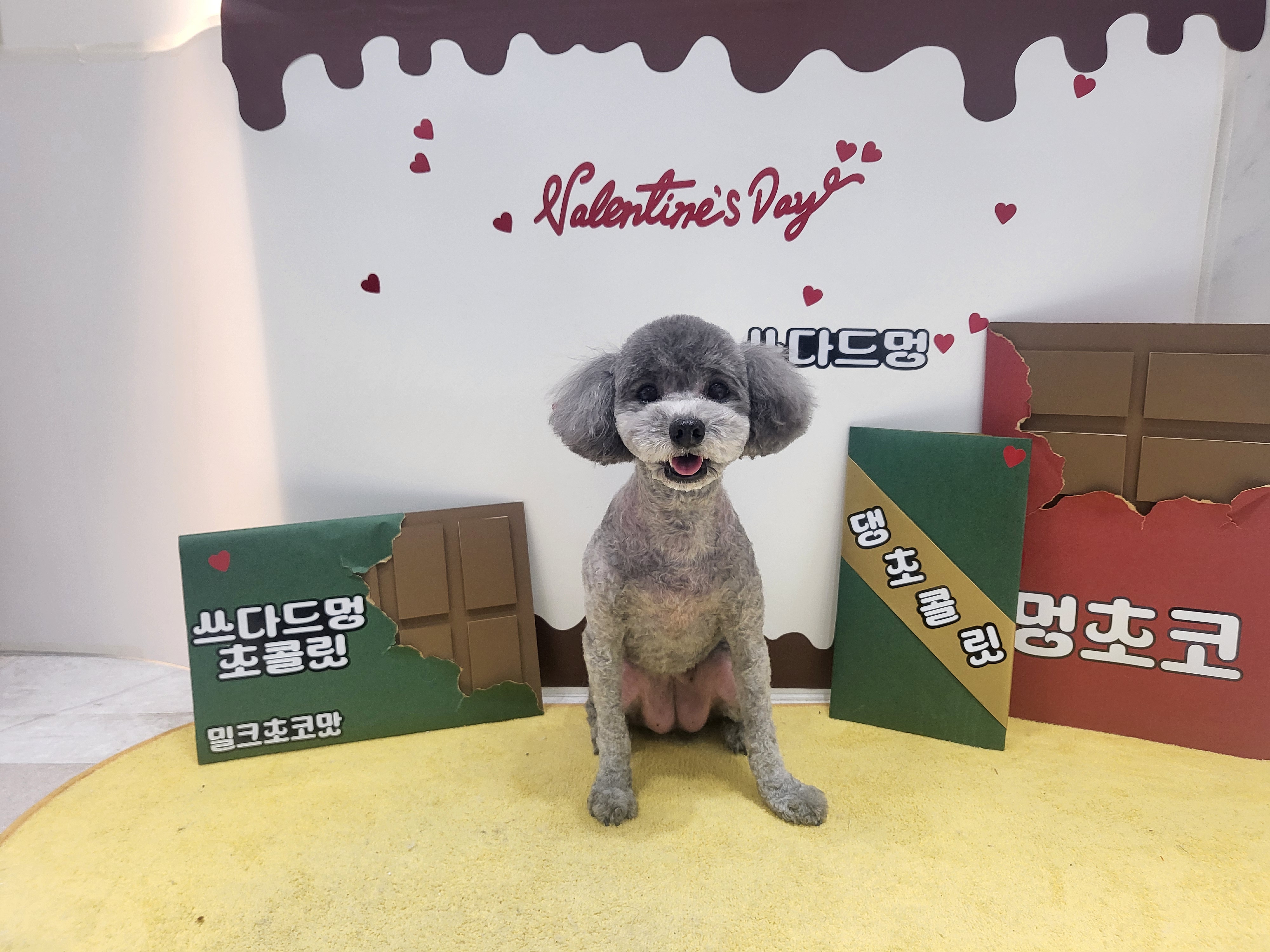 쓰다드멍 애견미용 애견호텔 시간돌봄 대표 이미지