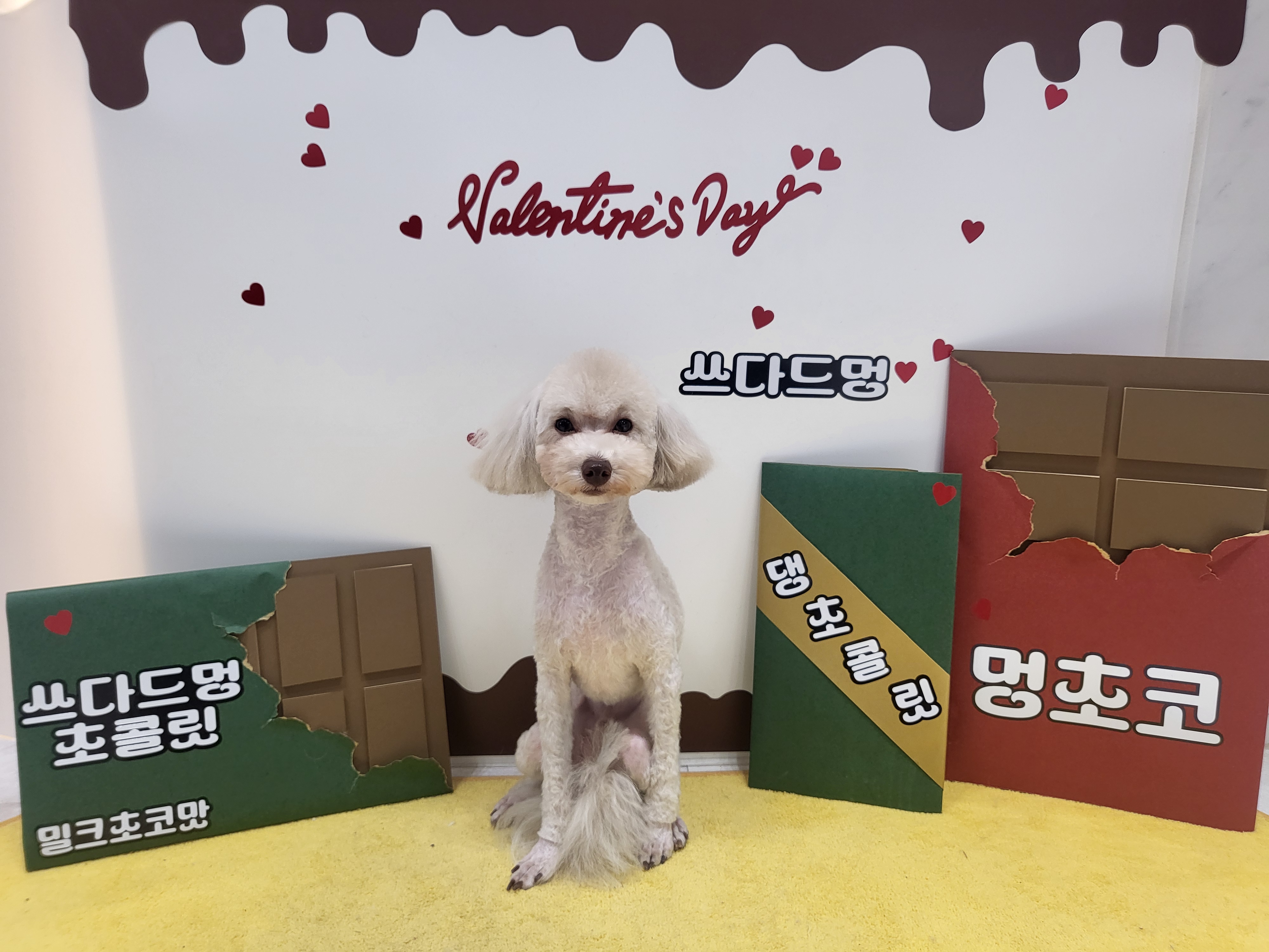 쓰다드멍 애견미용 애견호텔 시간돌봄 대표 이미지