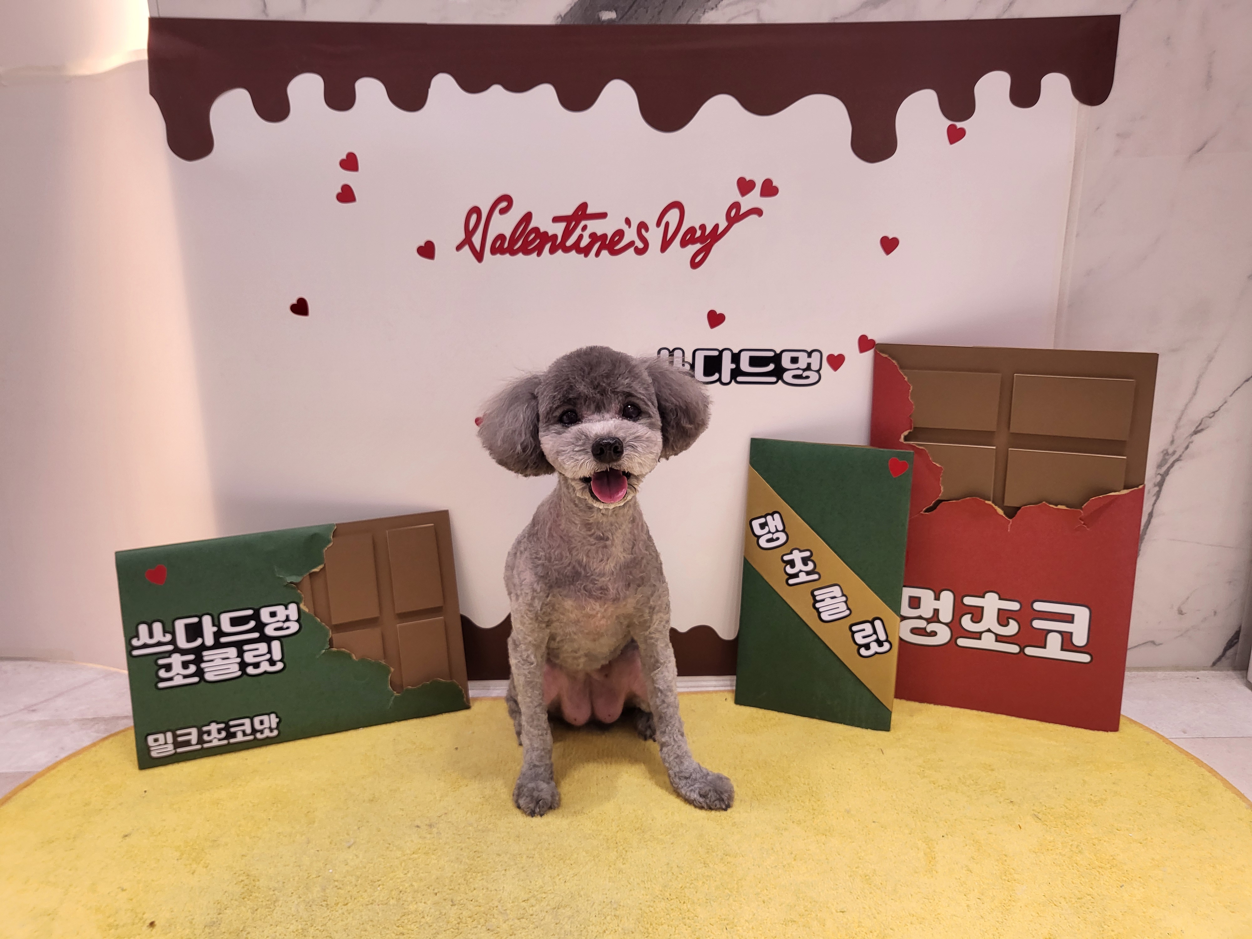 쓰다드멍 애견미용 애견호텔 시간돌봄 대표 이미지
