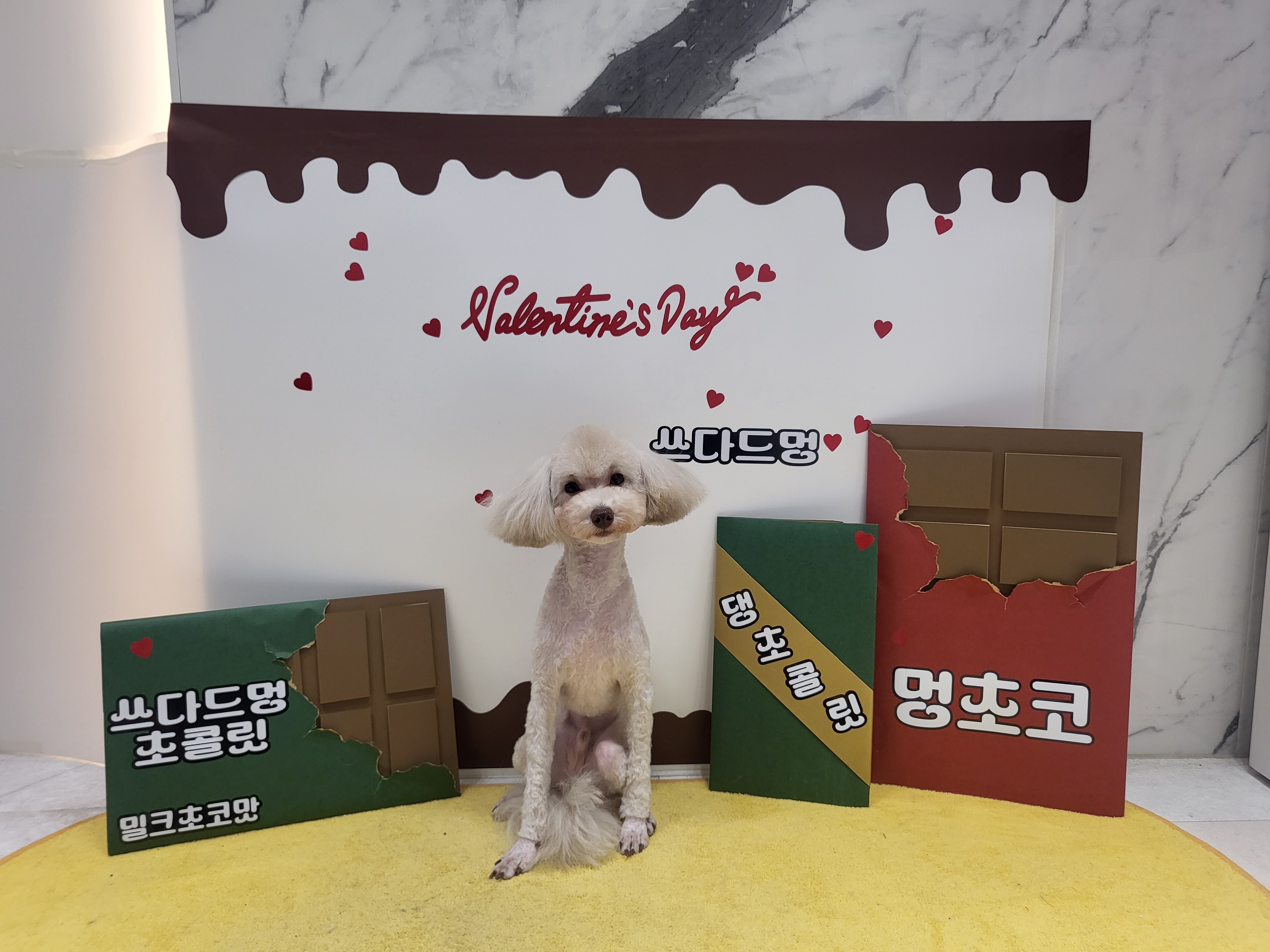 쓰다드멍 애견미용 애견호텔 시간돌봄 대표 이미지