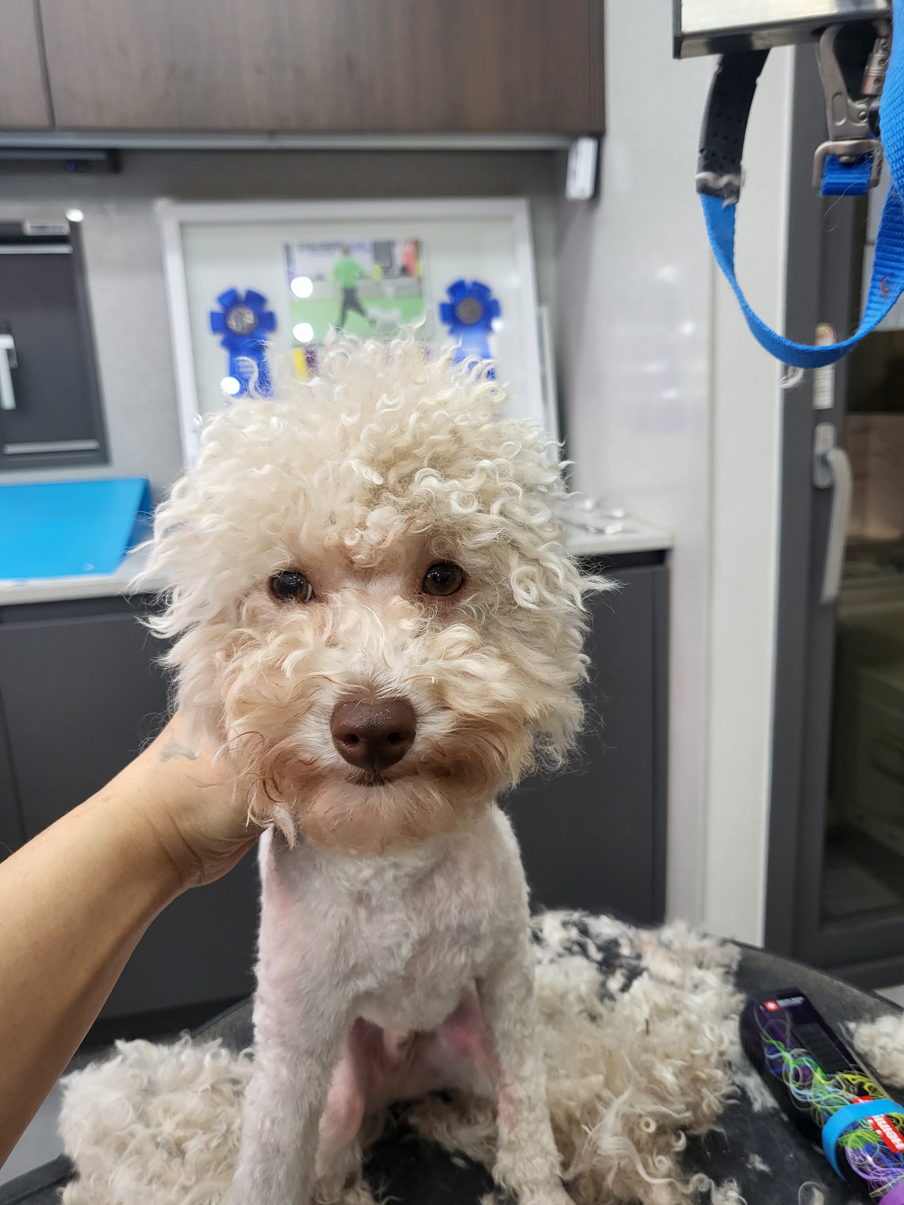 쓰다드멍 애견미용 애견호텔 시간돌봄 대표 이미지