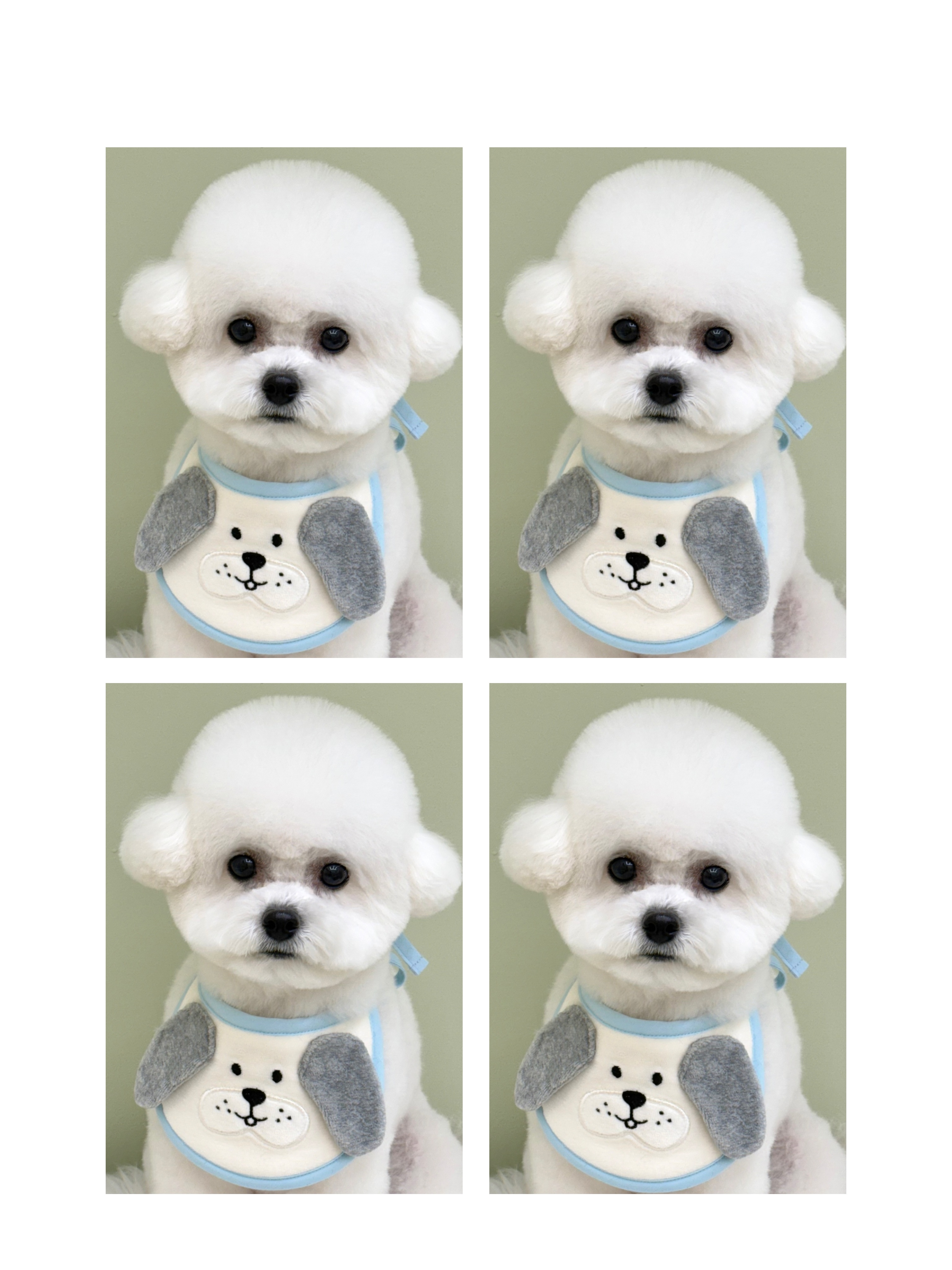 비비앤독