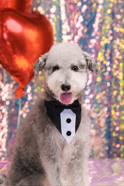 유어펫스토리 사진관 대표 이미지