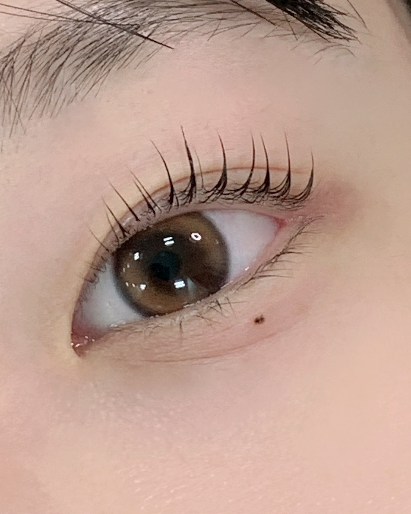 디브로우