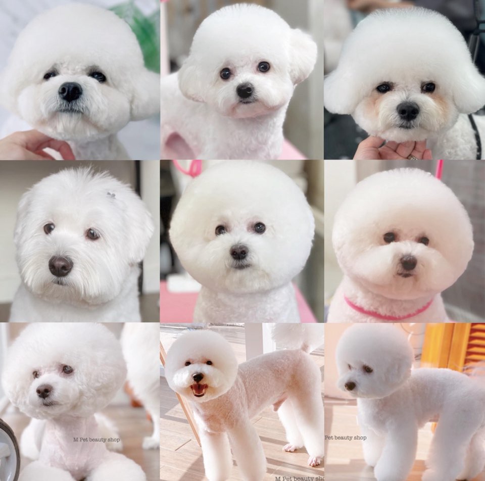 렛잇독 대표 이미지