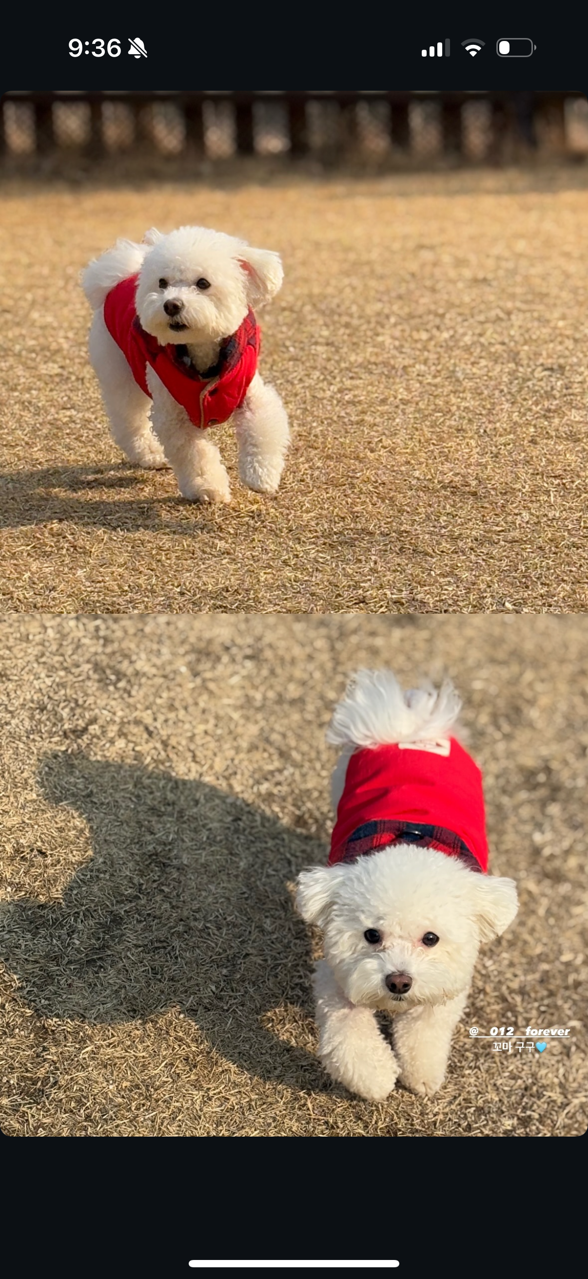 영원이애견카페 대표 이미지