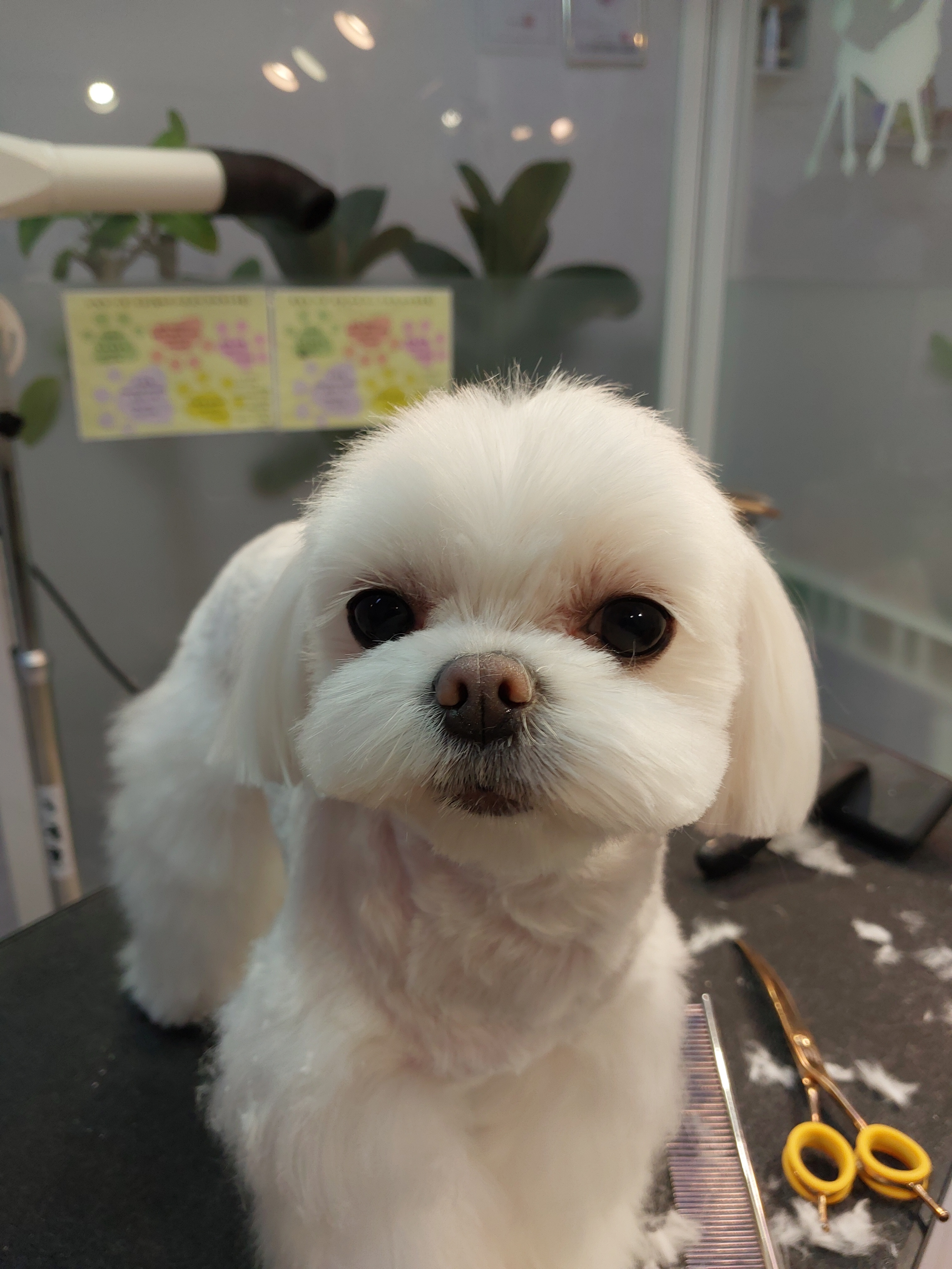 샴푸하는 강아지 대표 이미지