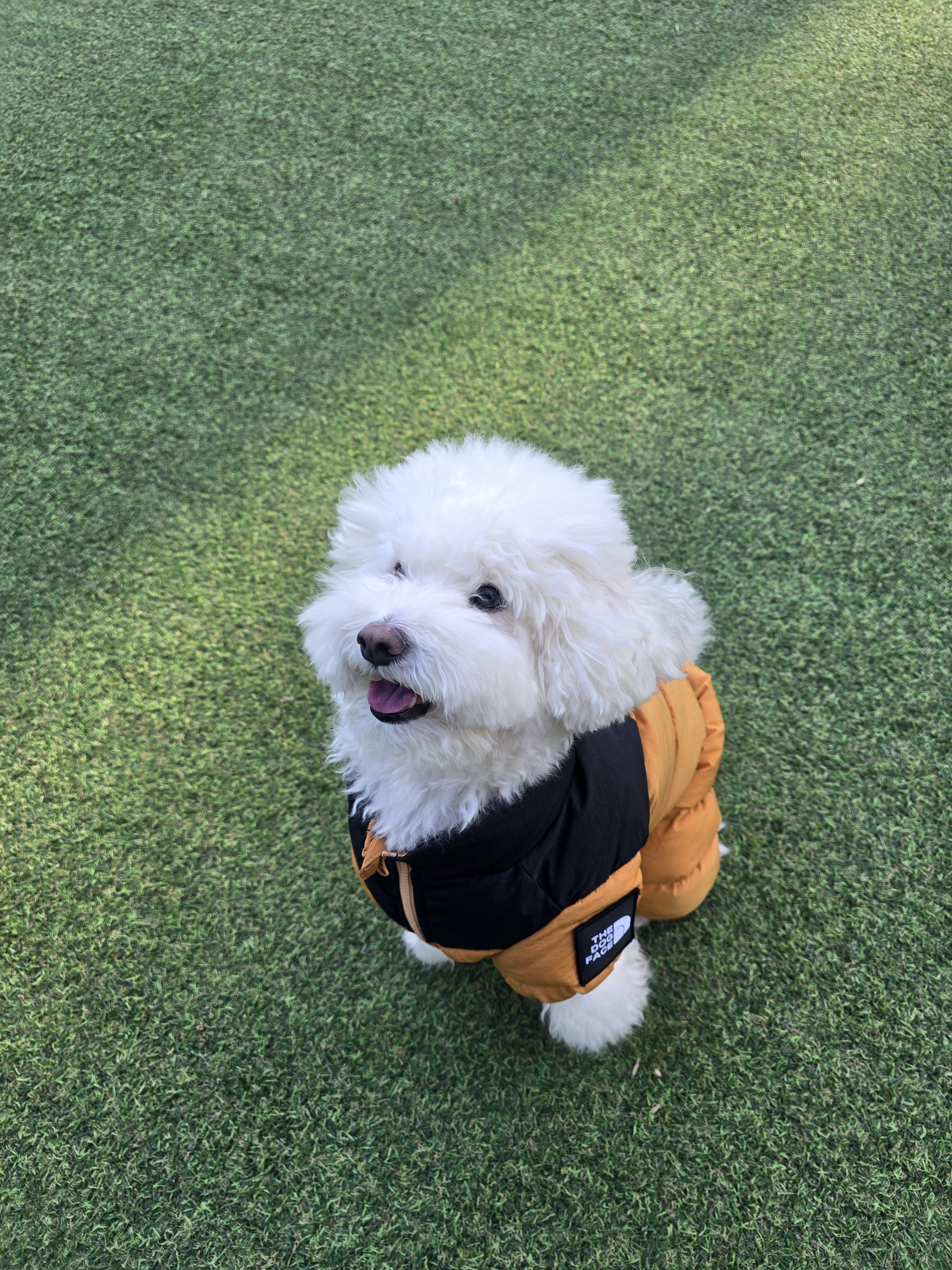 목동 펫파크 이미지