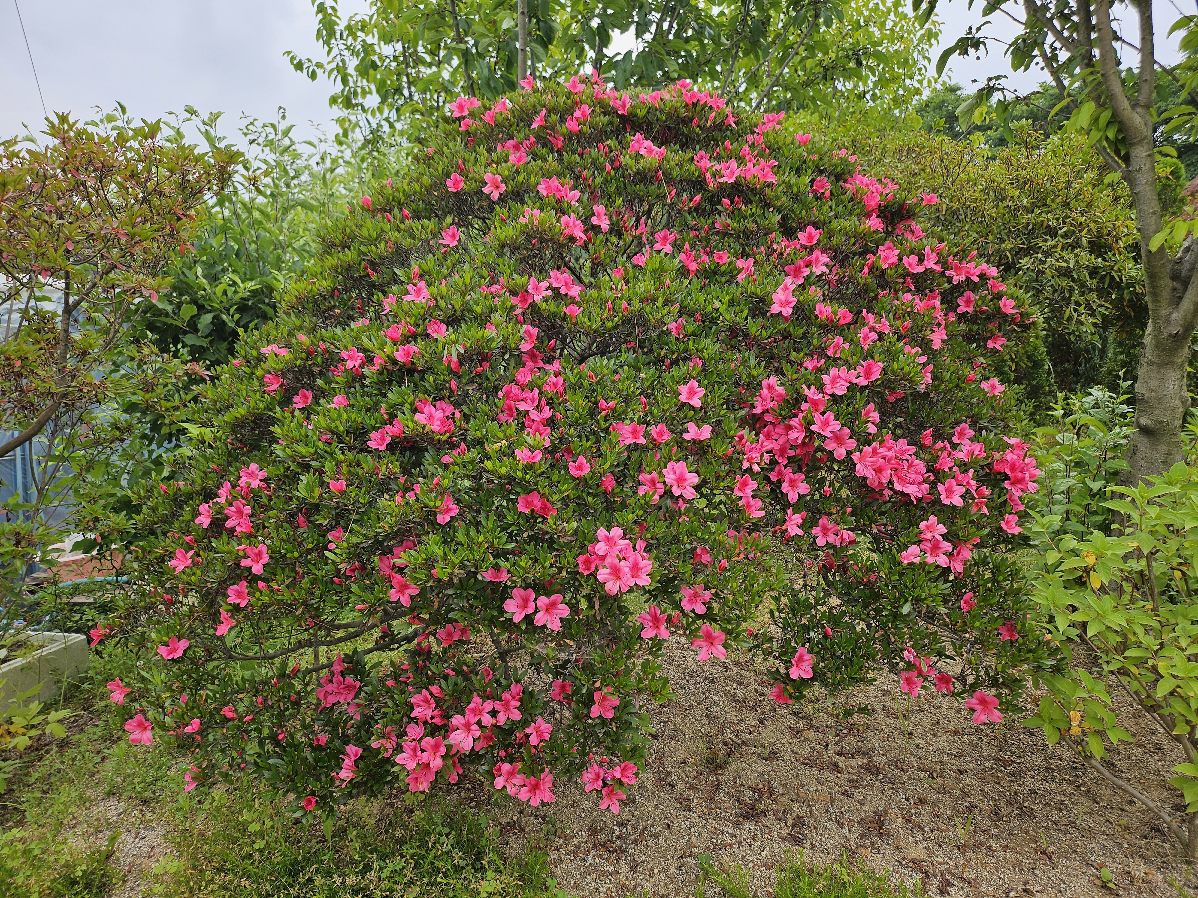 바른조경