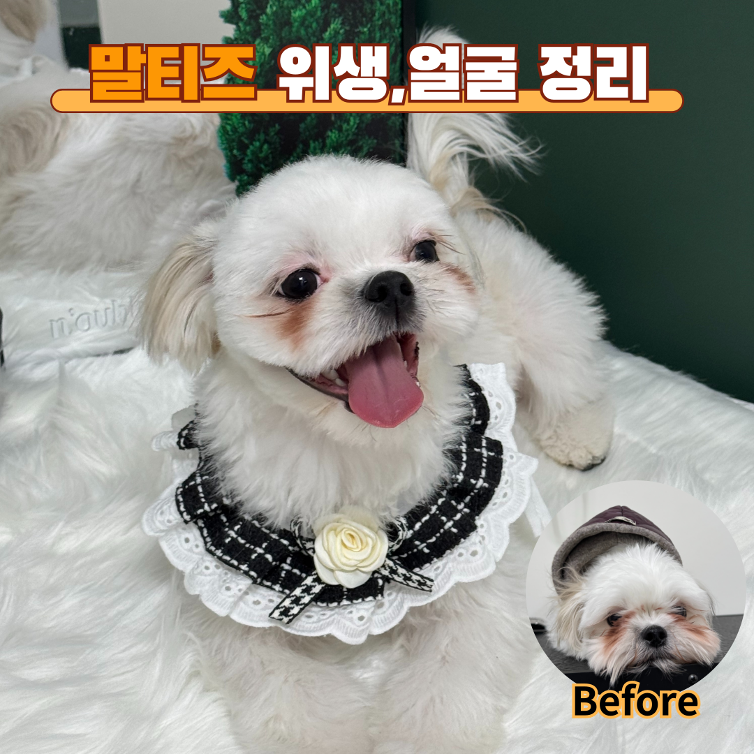 다시사랑받개 5
