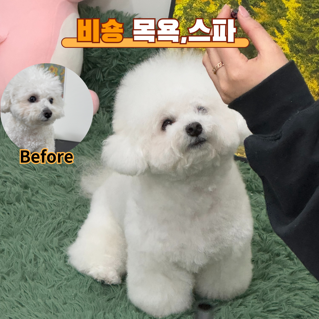 다시사랑받개 사진 3