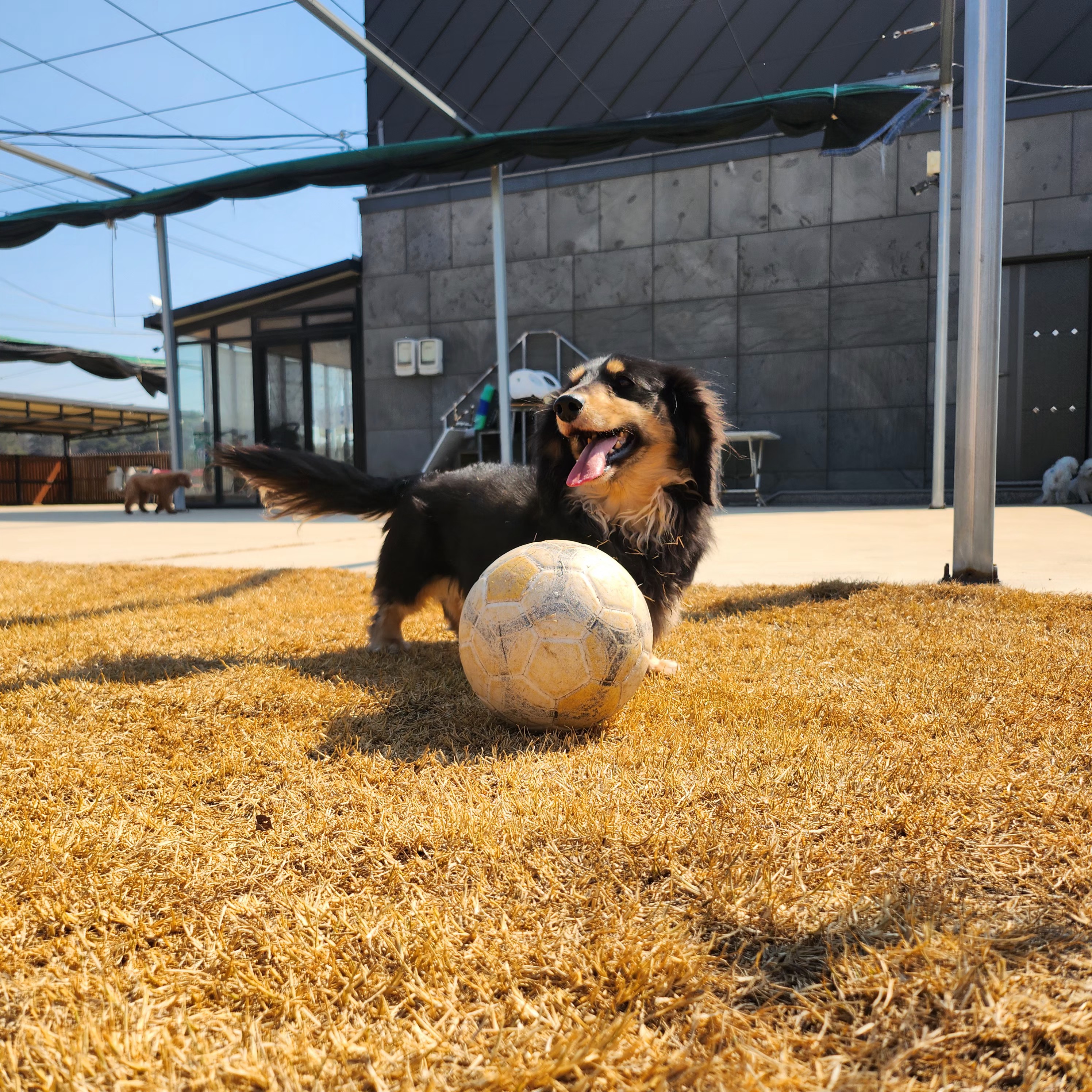 네모강아지 대표 이미지