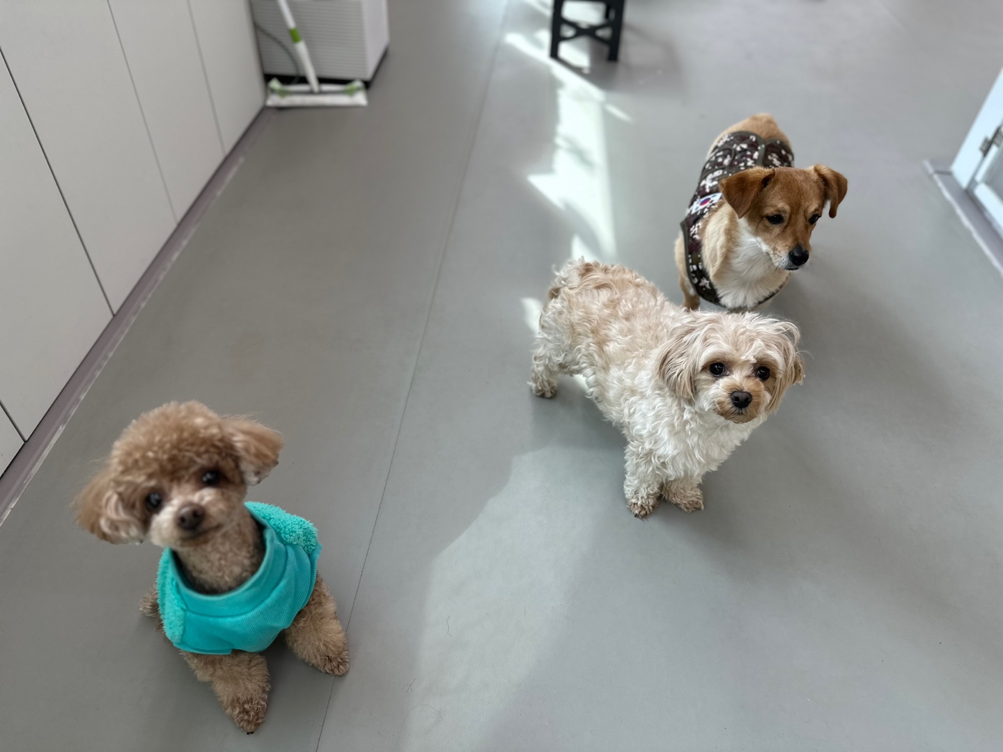 슈가몽 강아지유치원 대표 이미지