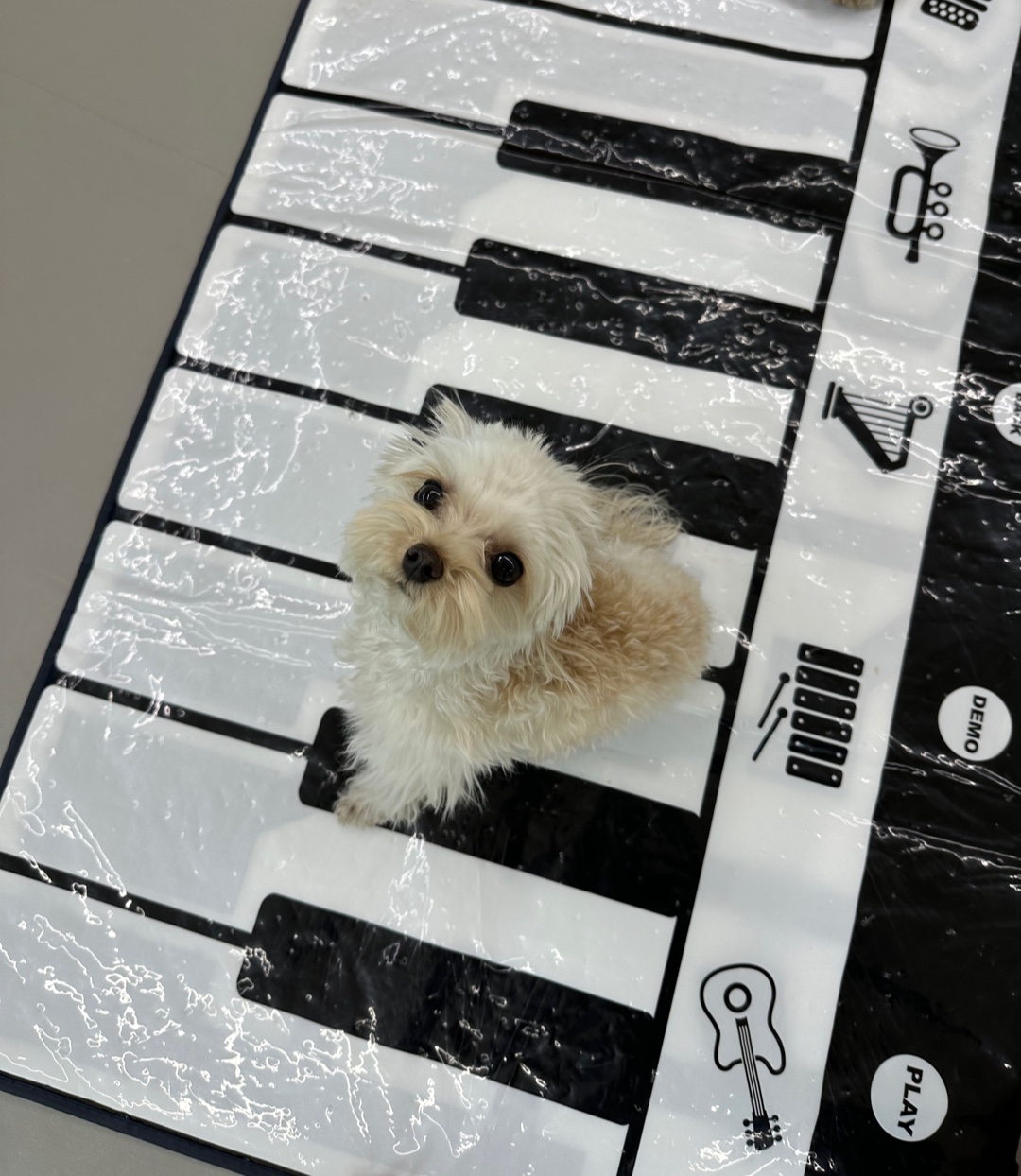 슈가몽 강아지유치원 대표 이미지