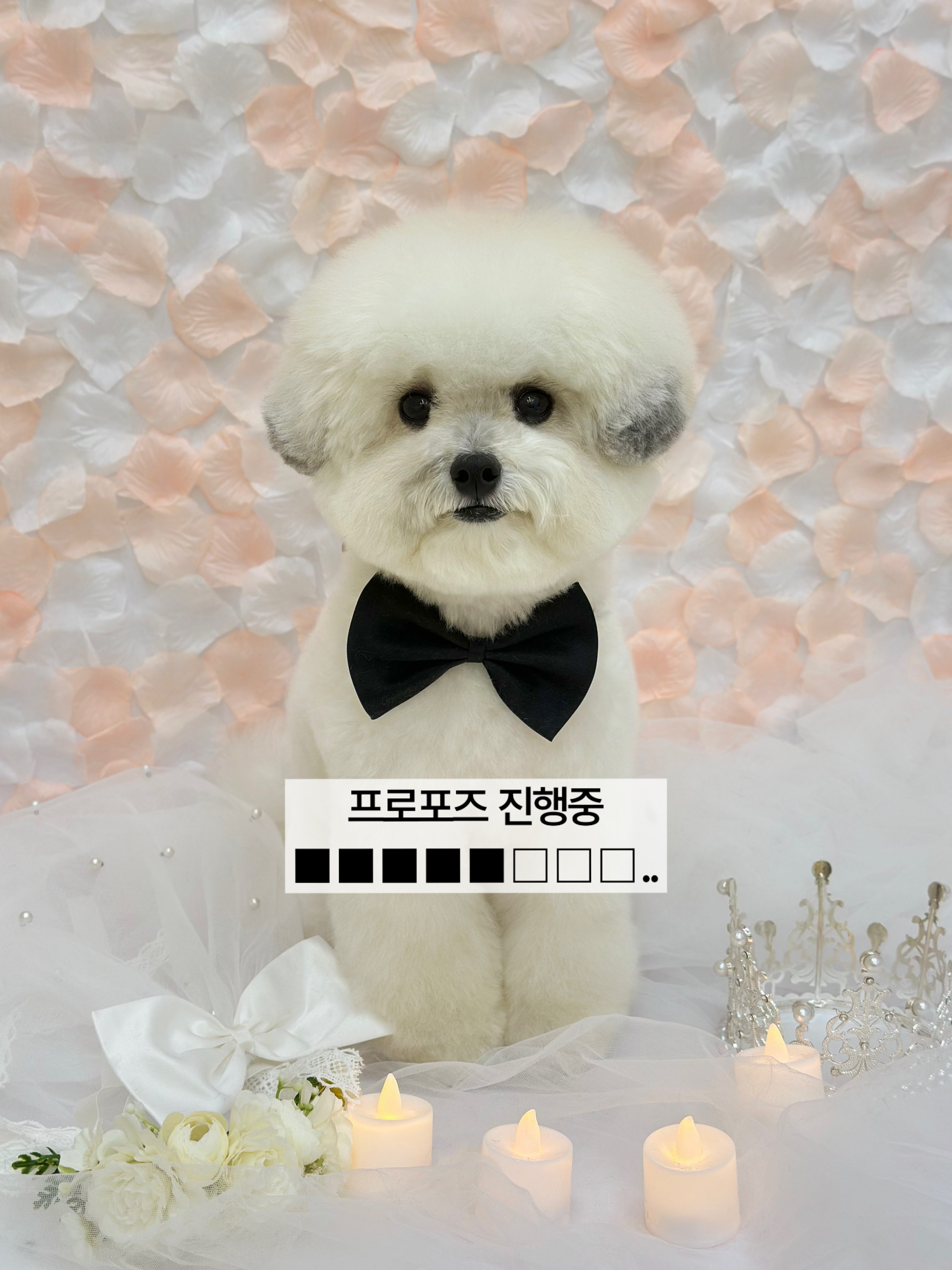 솜소밍 비숑 미용 대표 이미지