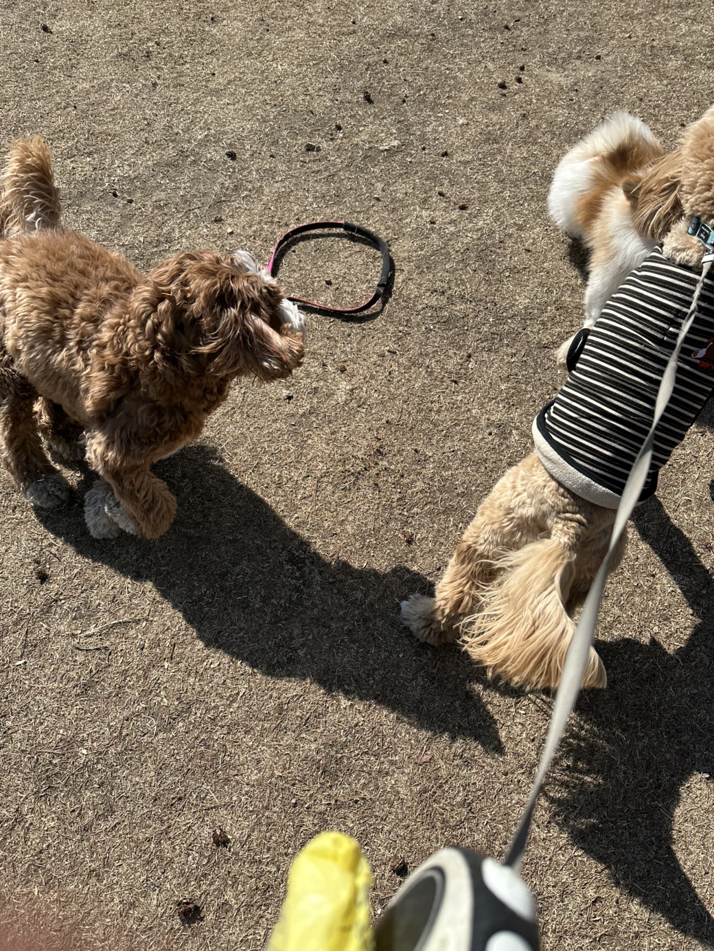 슈가몽 강아지유치원 대표 이미지