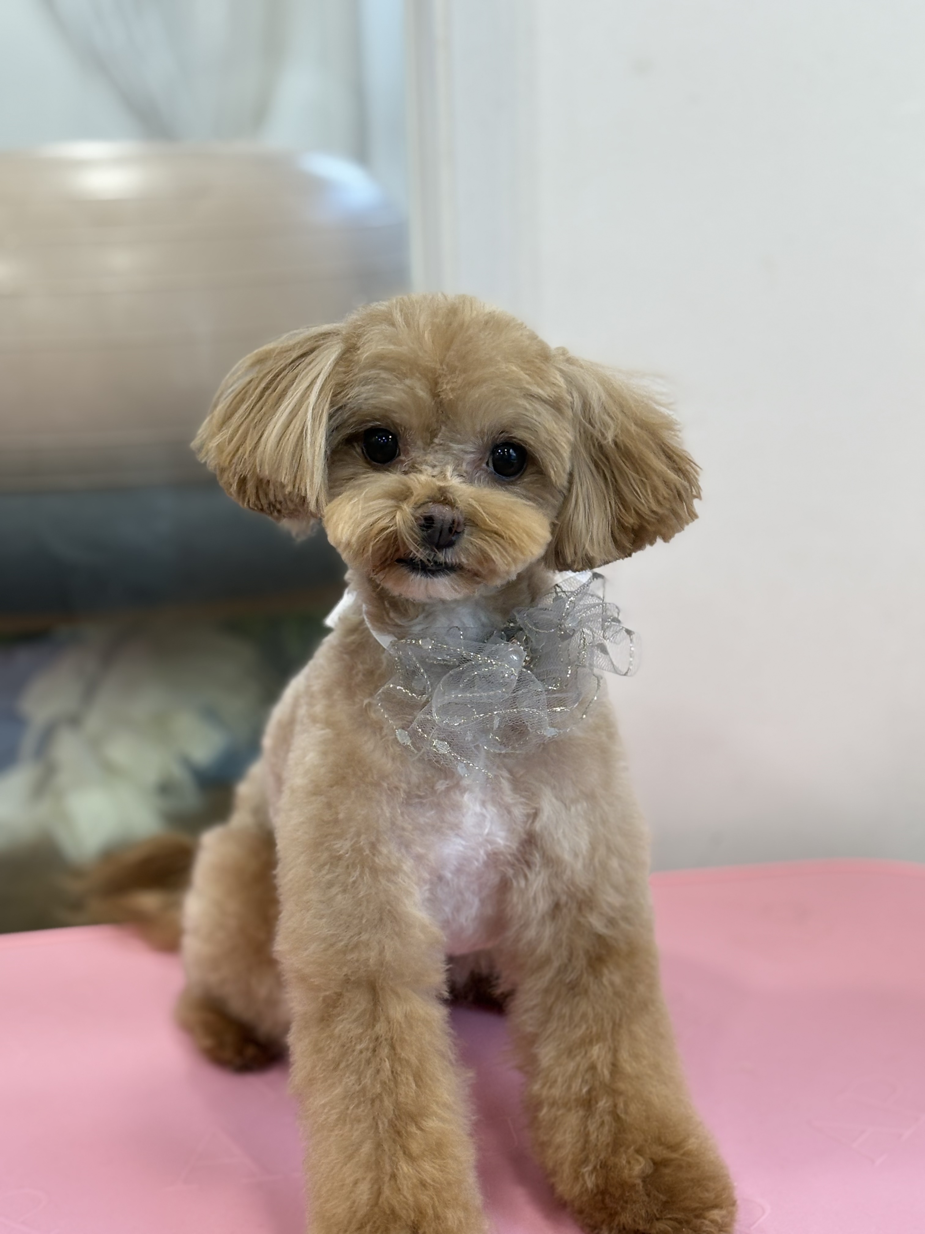 도그하우스 대표 이미지