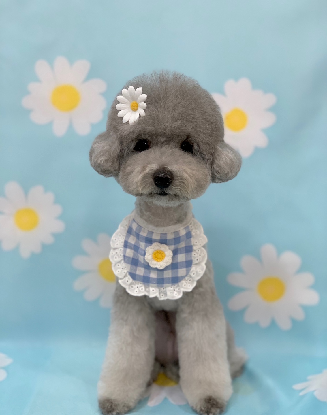 다온그루밍 대표 이미지