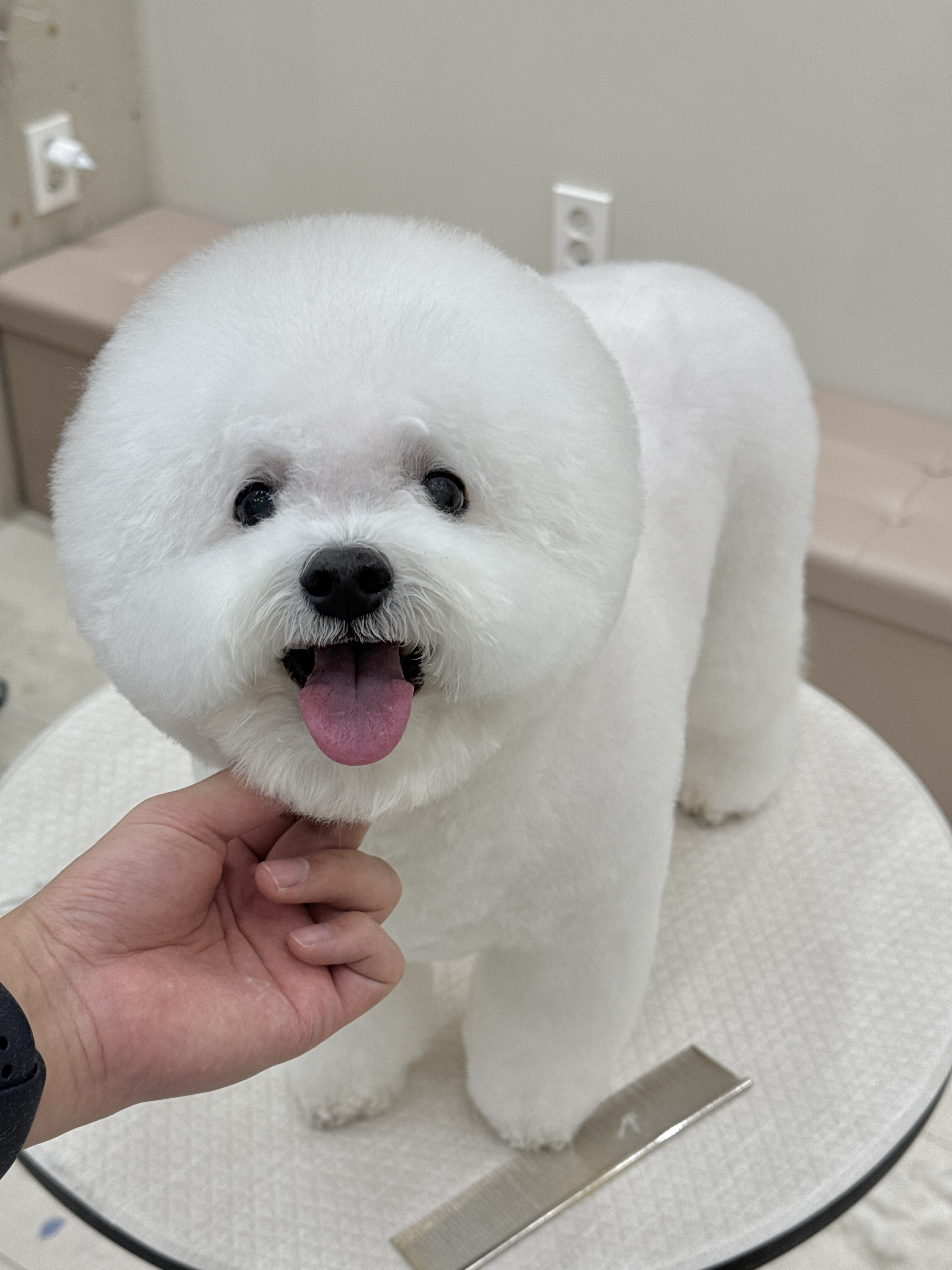 하이벨몽