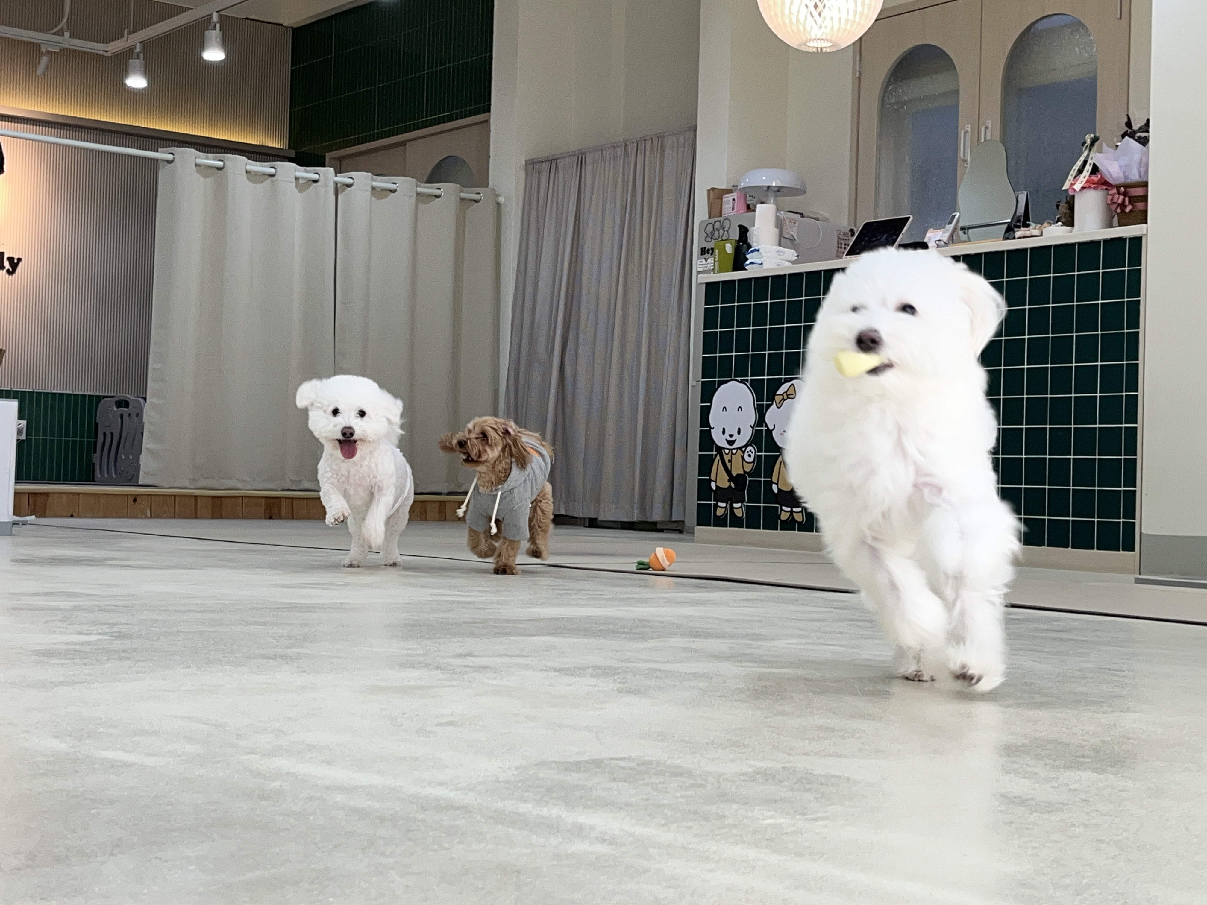 헤이버디 애견유치원 애견호텔 대표 이미지