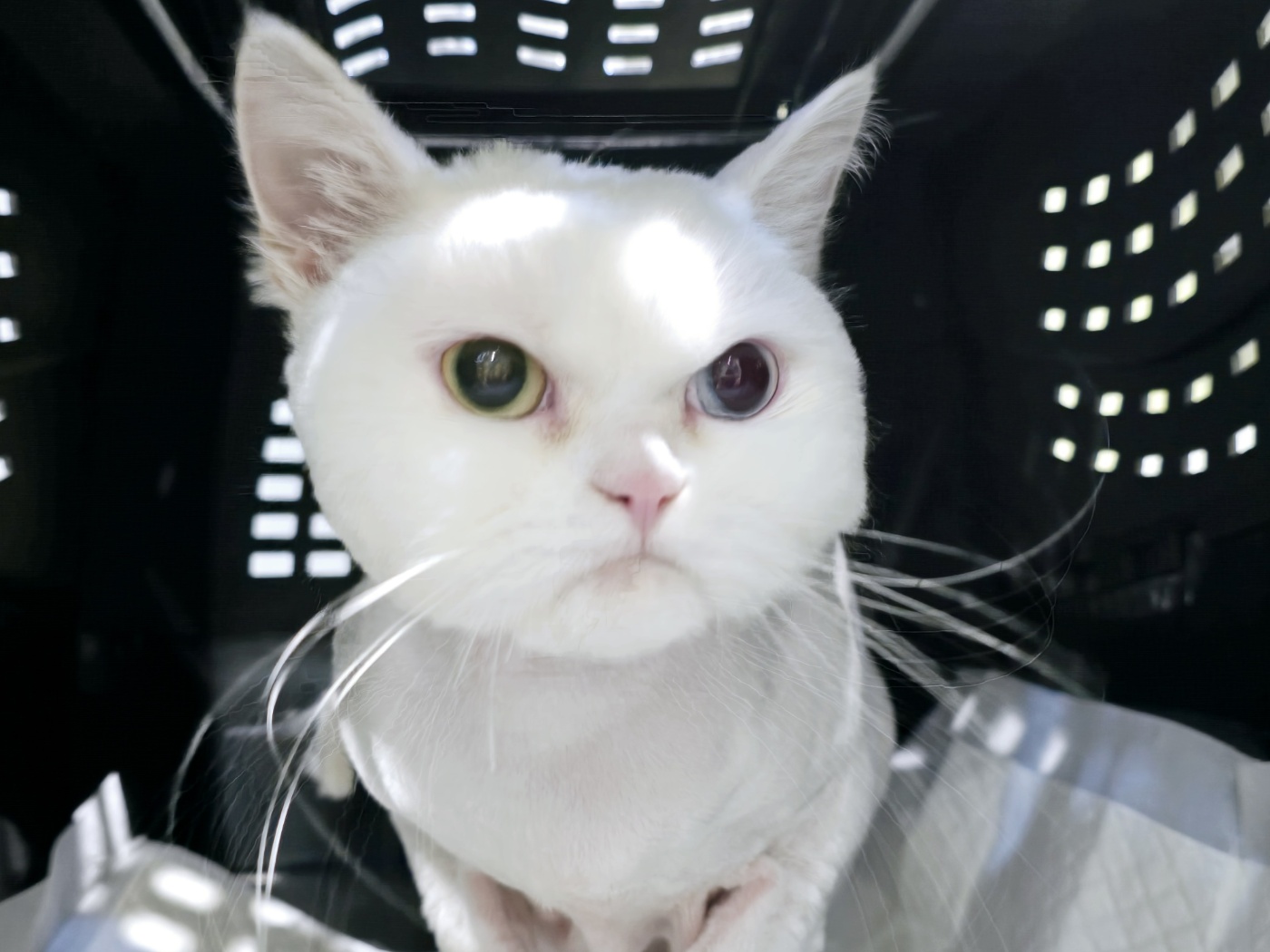 샤도캣 대표 이미지