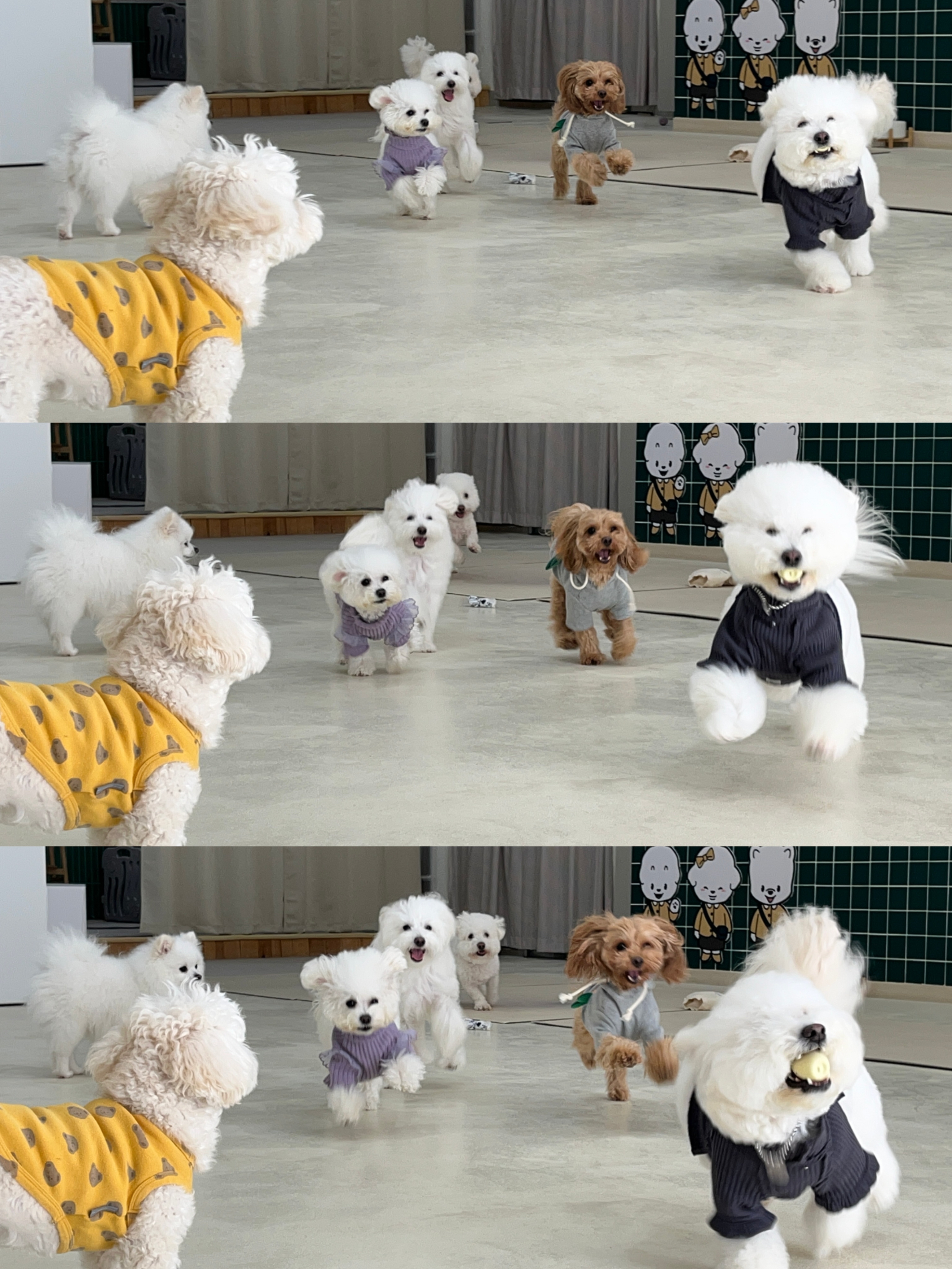 헤이버디 애견유치원 애견호텔 대표 이미지