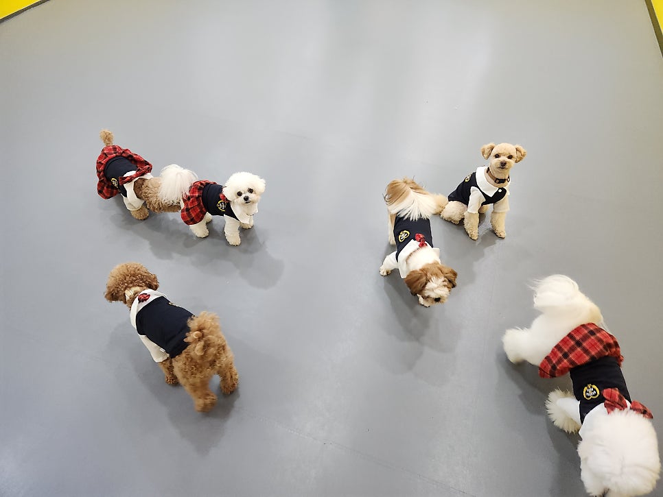 놀펫강아지유치원애견호텔서울애견유치원 성북본원 대표 이미지