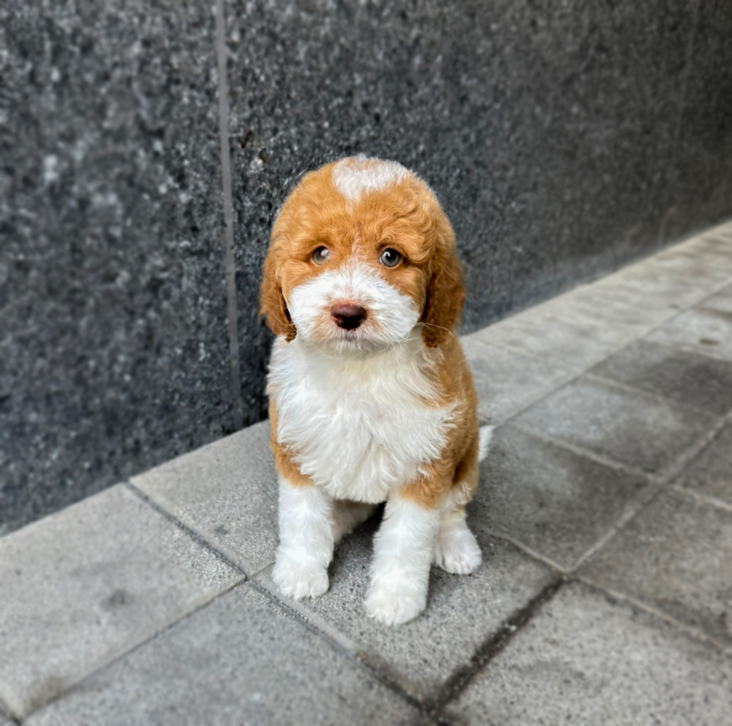 바나개 강아지고양이 마포점 대표 이미지