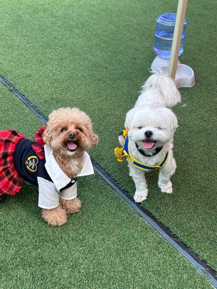 놀펫강아지유치원애견호텔서울애견유치원 성북본원 대표 이미지