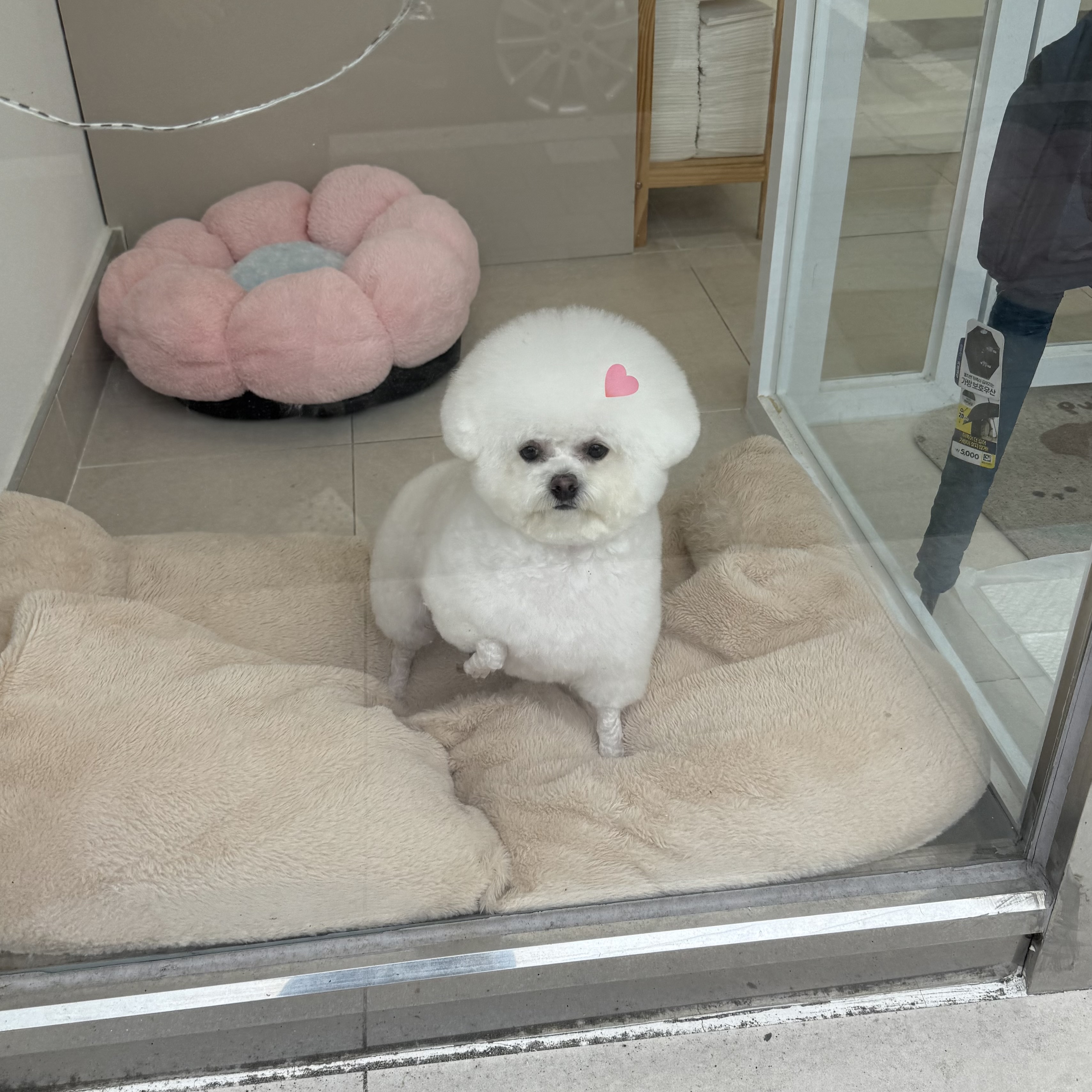 디어마이몽 대표 이미지